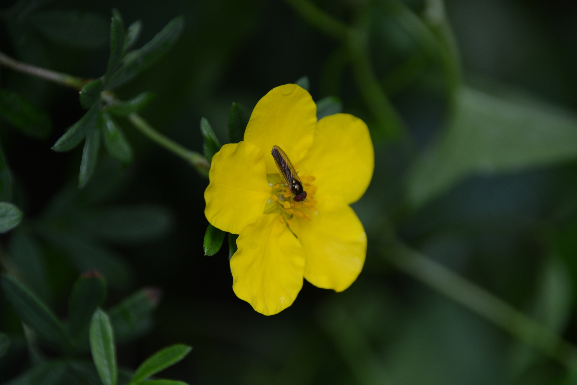 昆虫和花朵