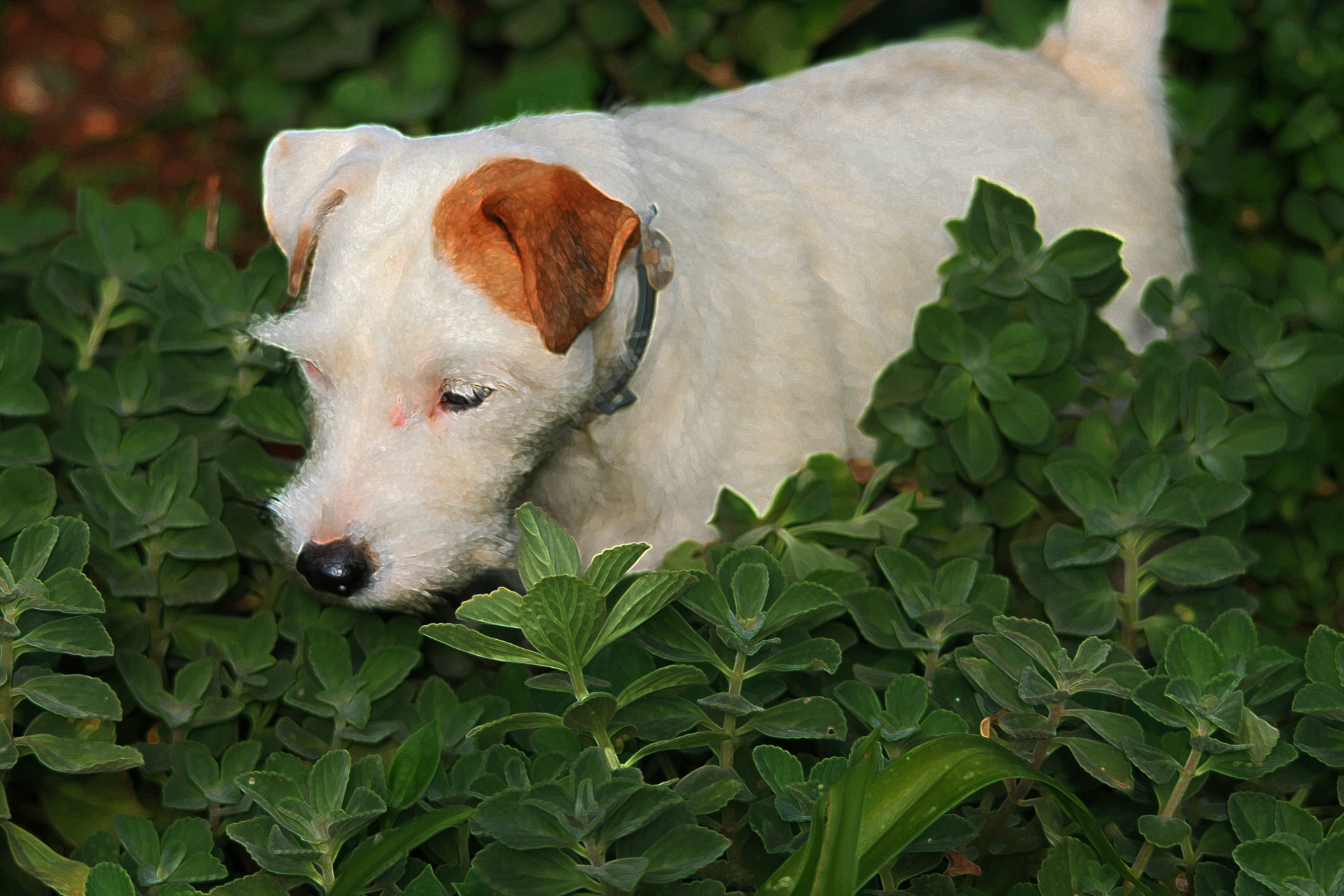 Jack russell terrier in giardino