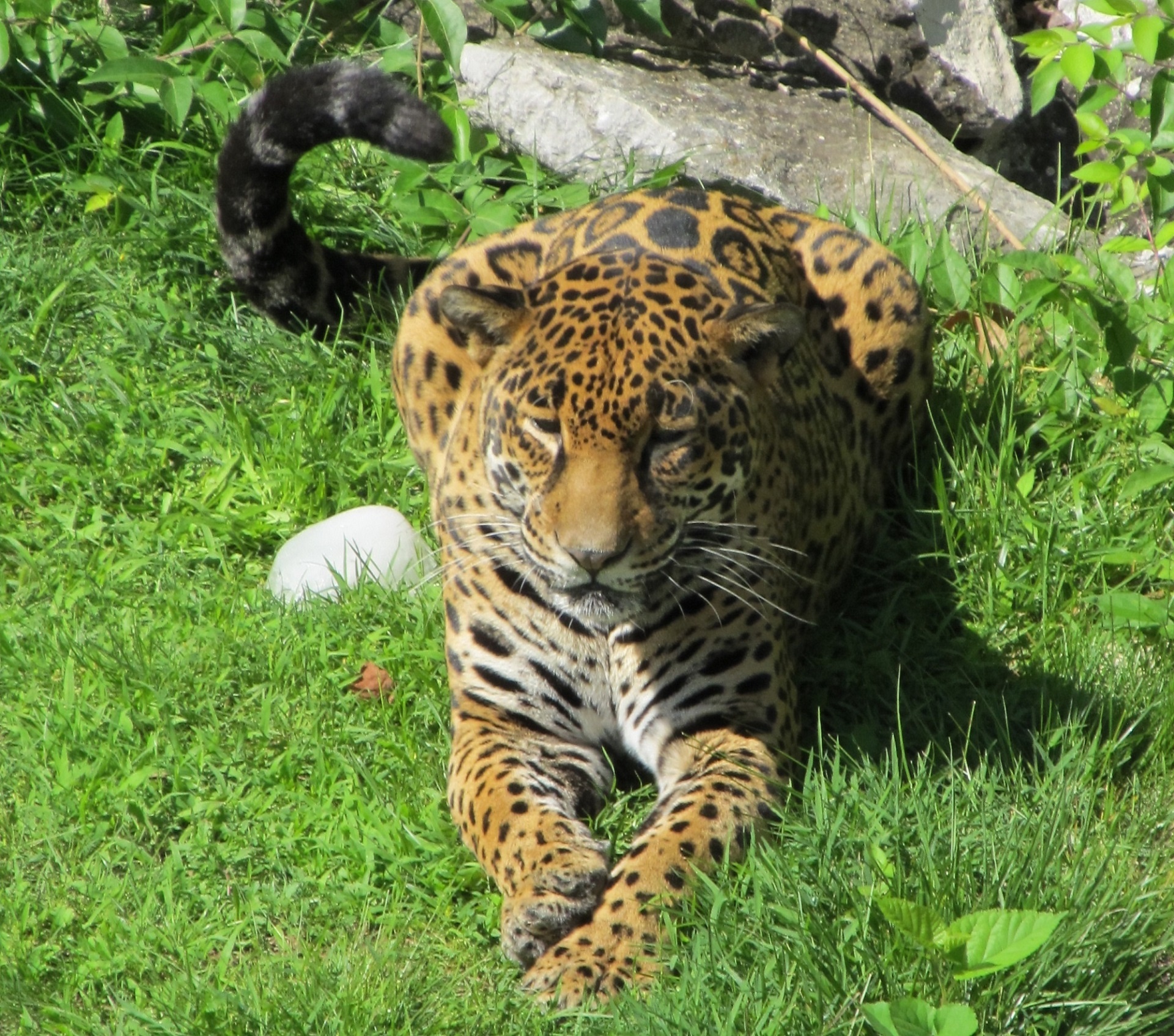 Jaguar im Gras