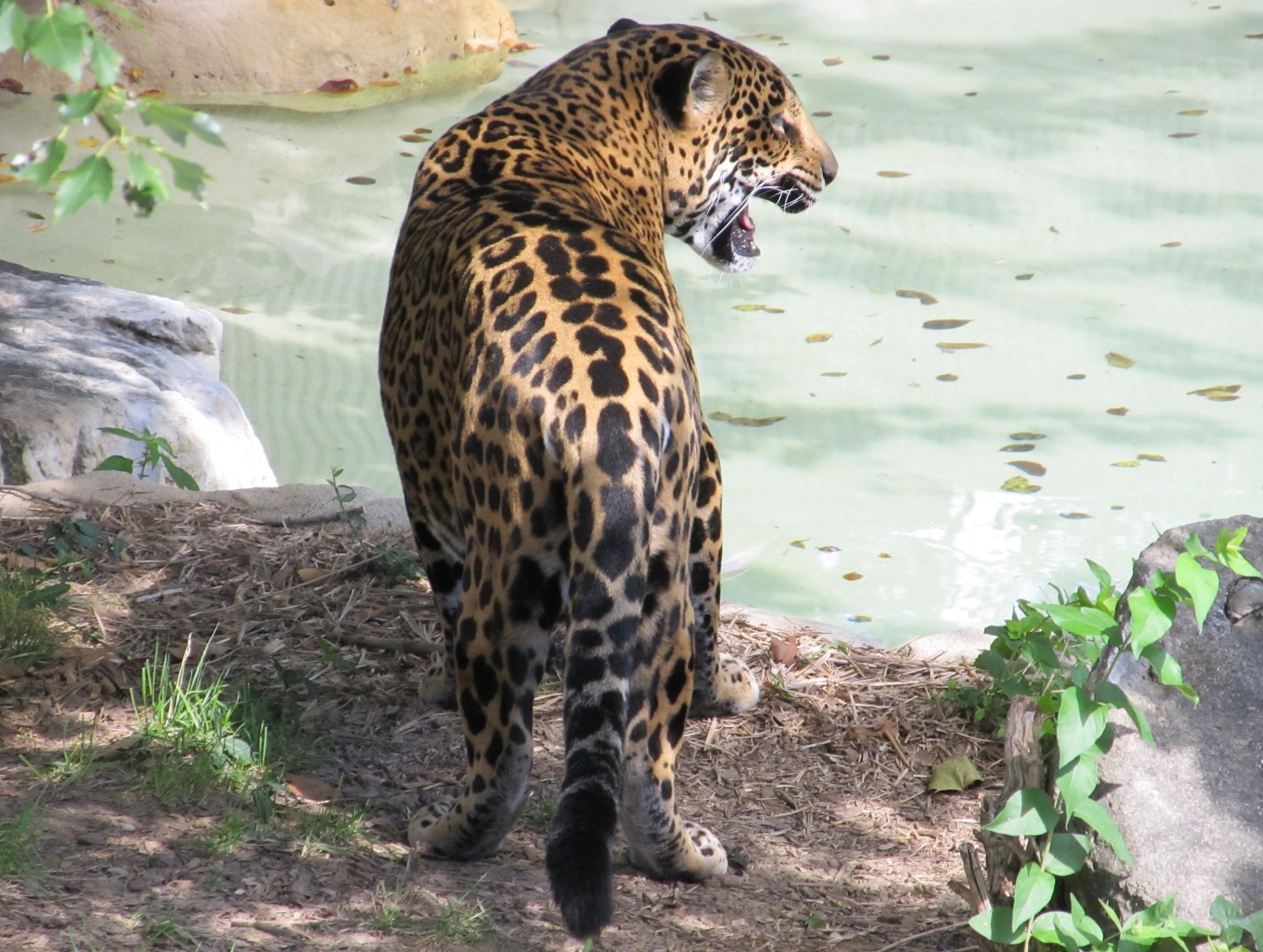 Jaguar in cerca di preda