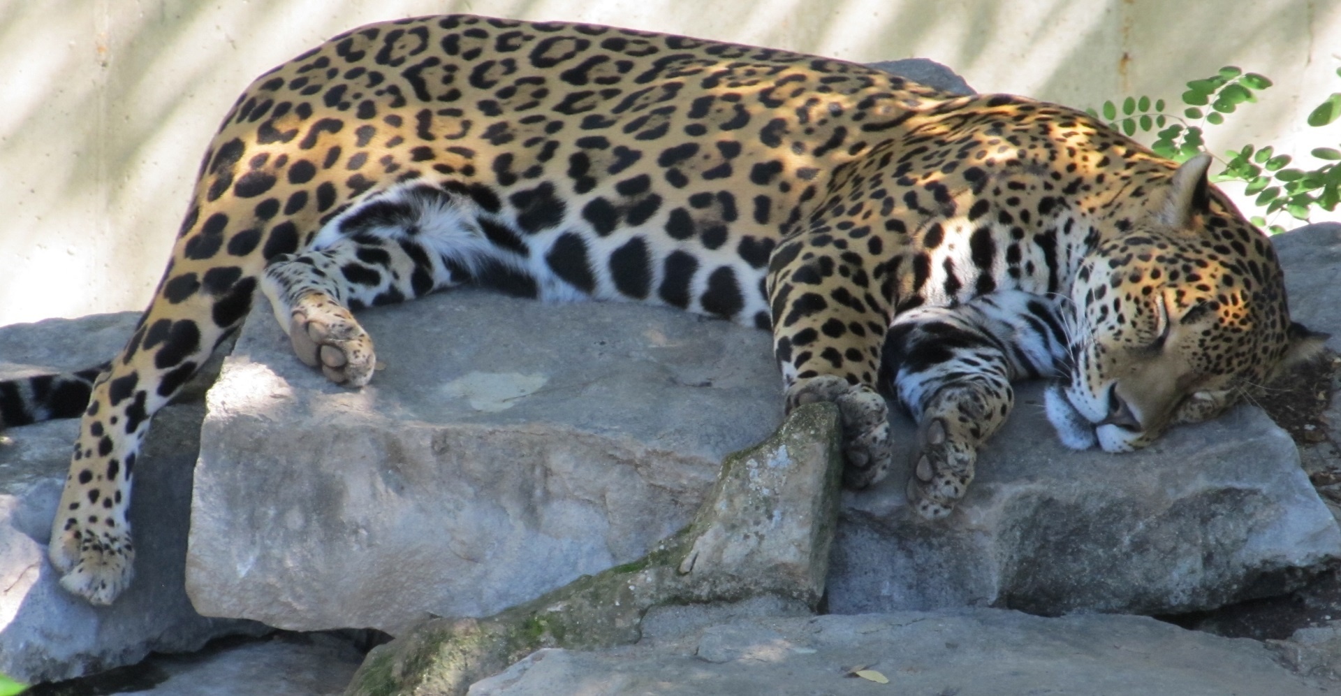 Jaguar Sleeping