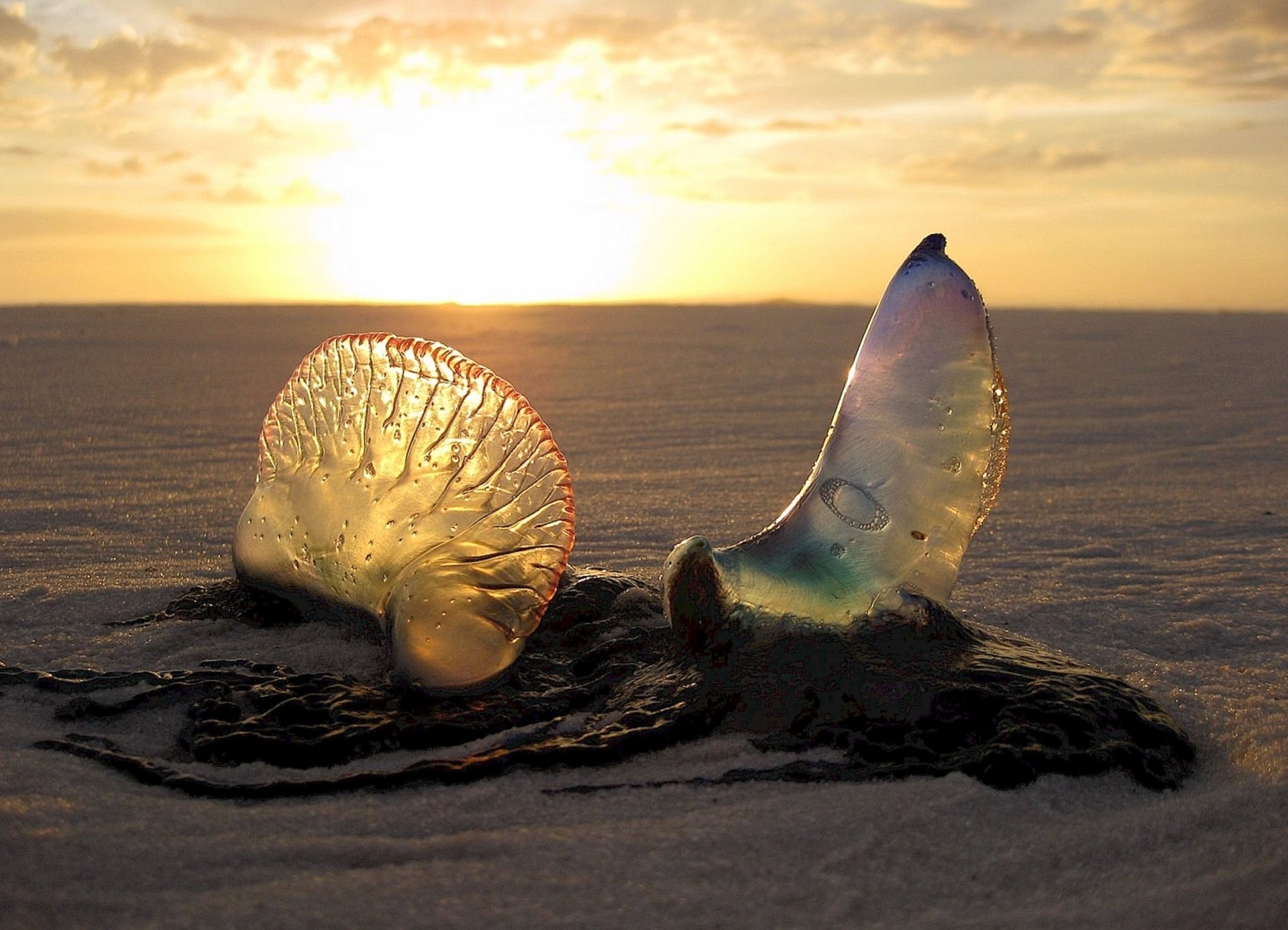 Jellyfish al tramonto