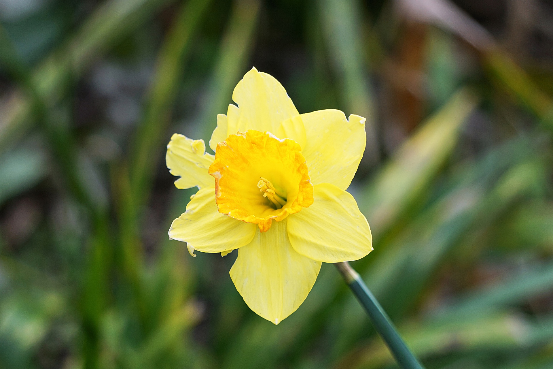 Daffodil Da Primavera