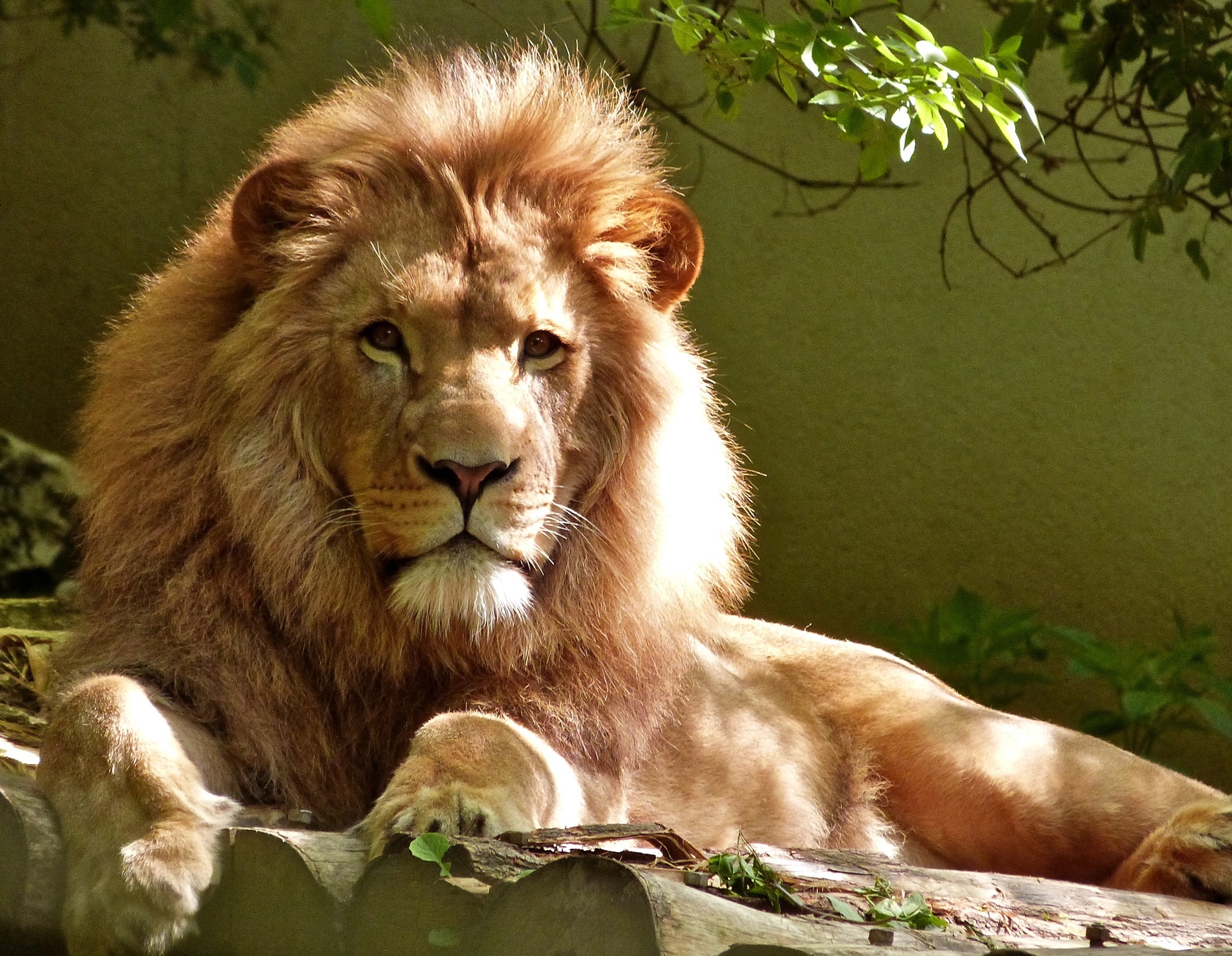 Courage, Lion