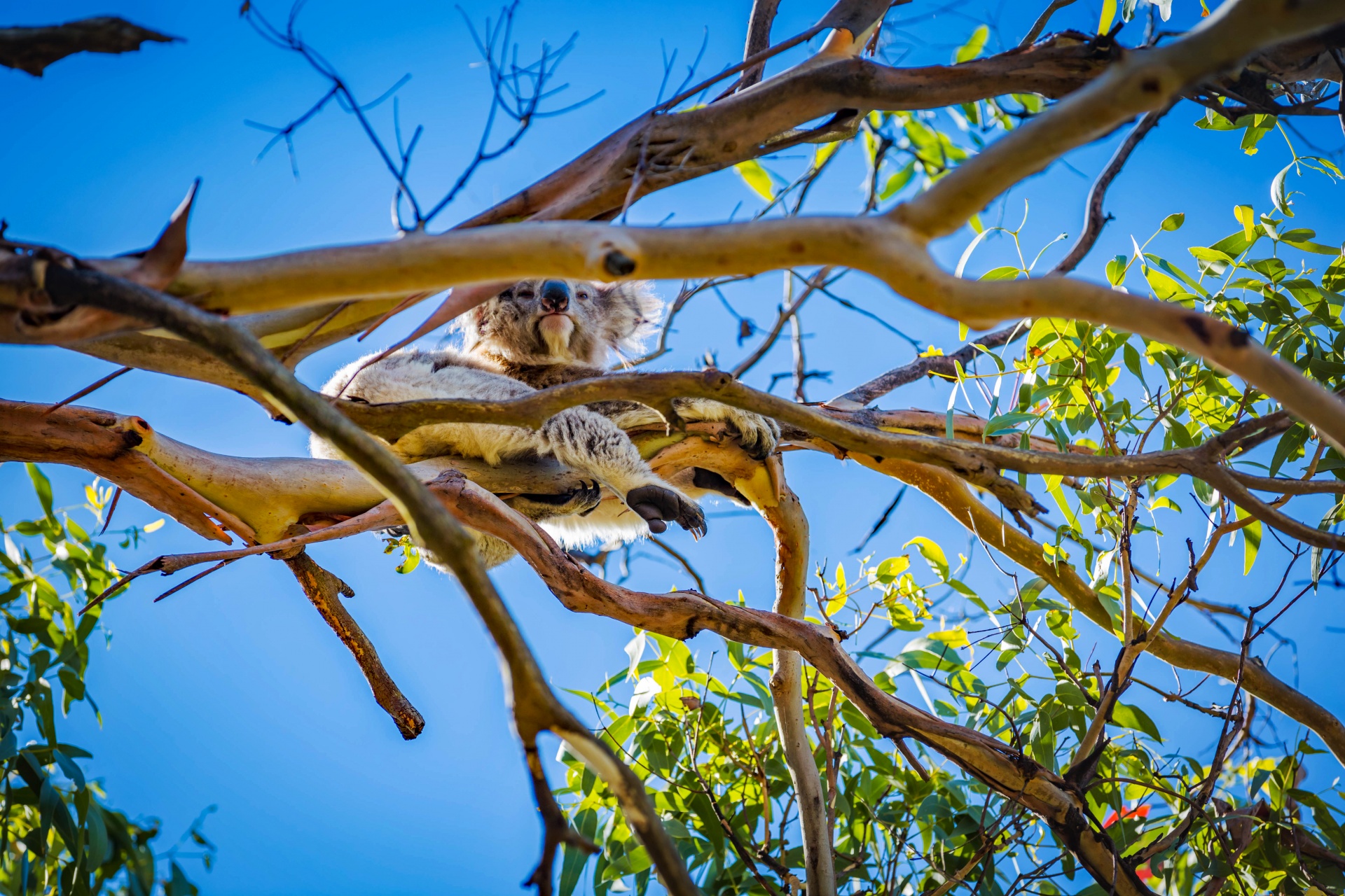 Koala i australiska bush