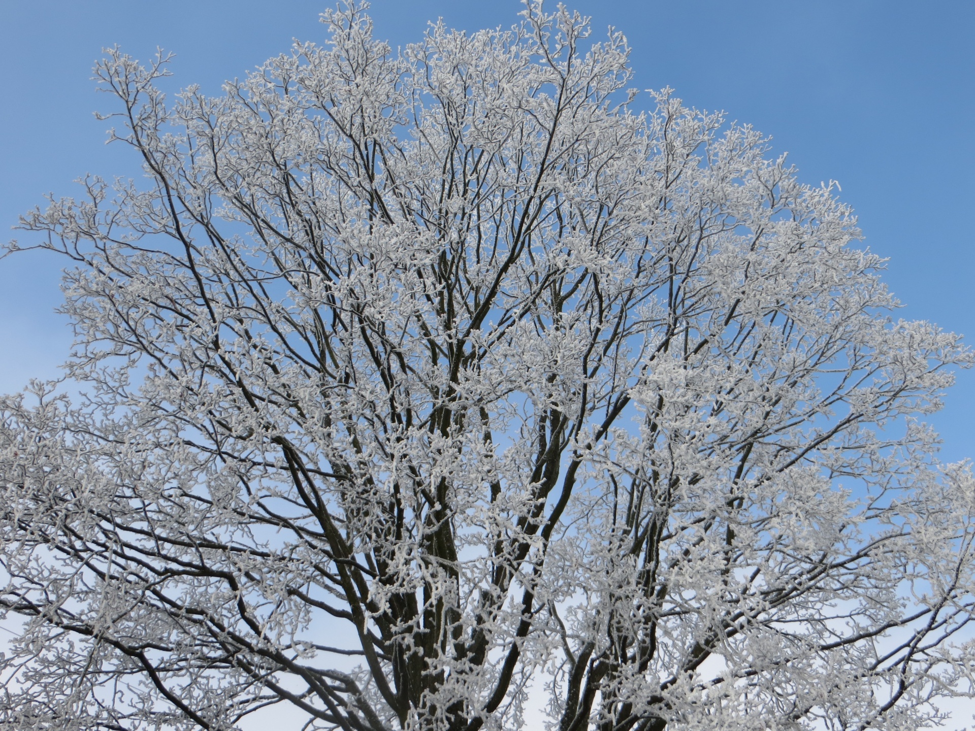 树顶冬季