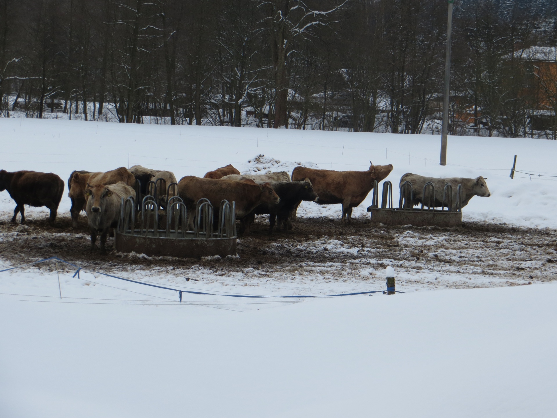 Mucche in inverno