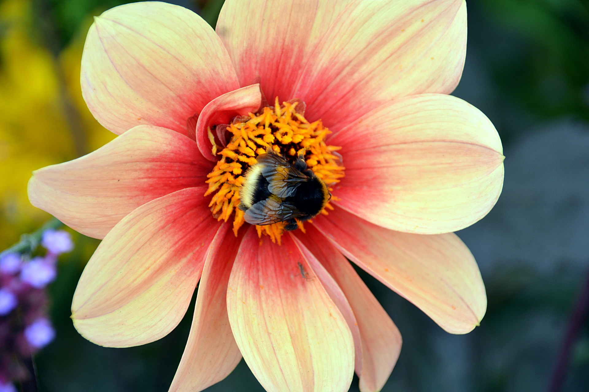 大黄蜂和鲜花
