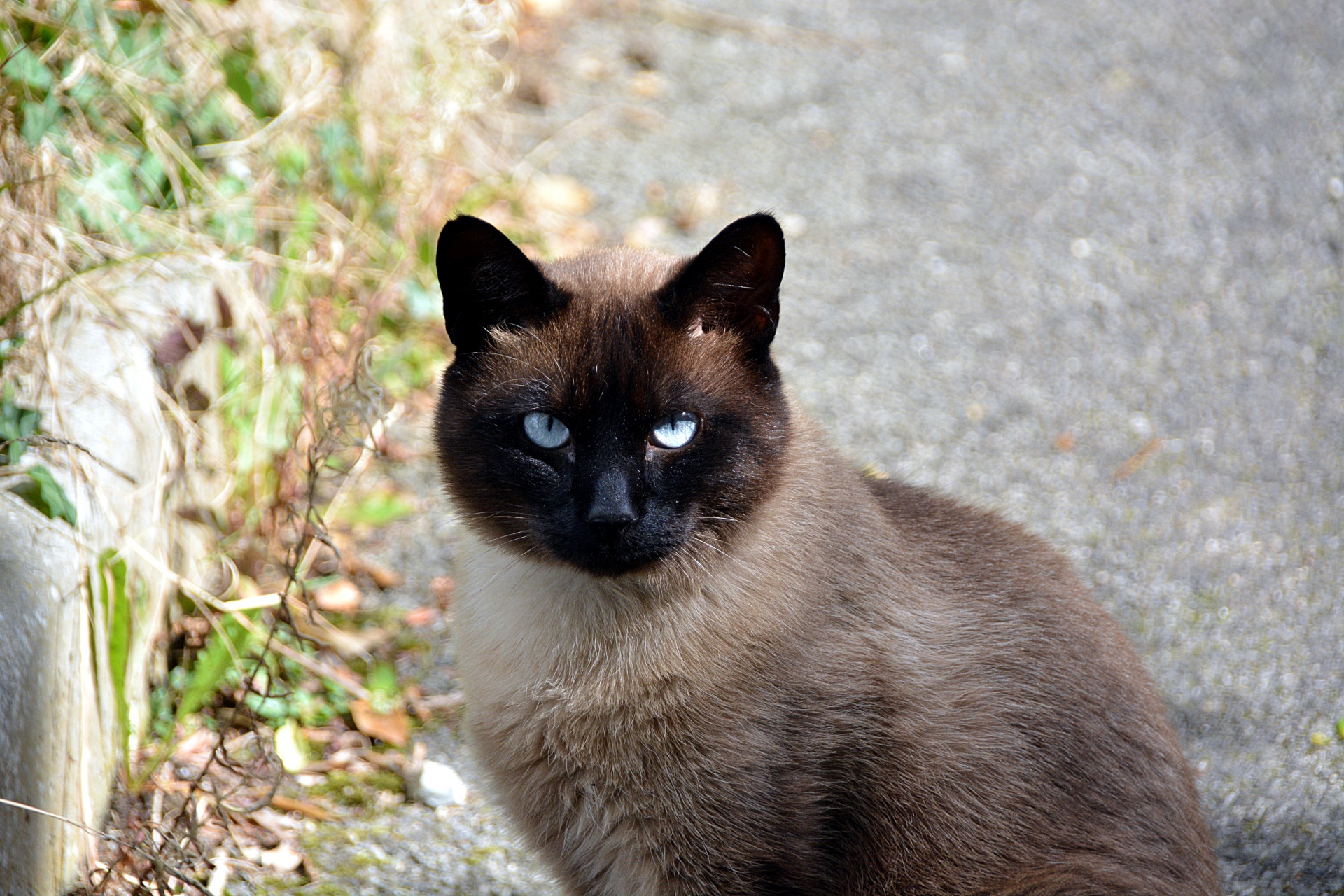 猫的蓝眼睛