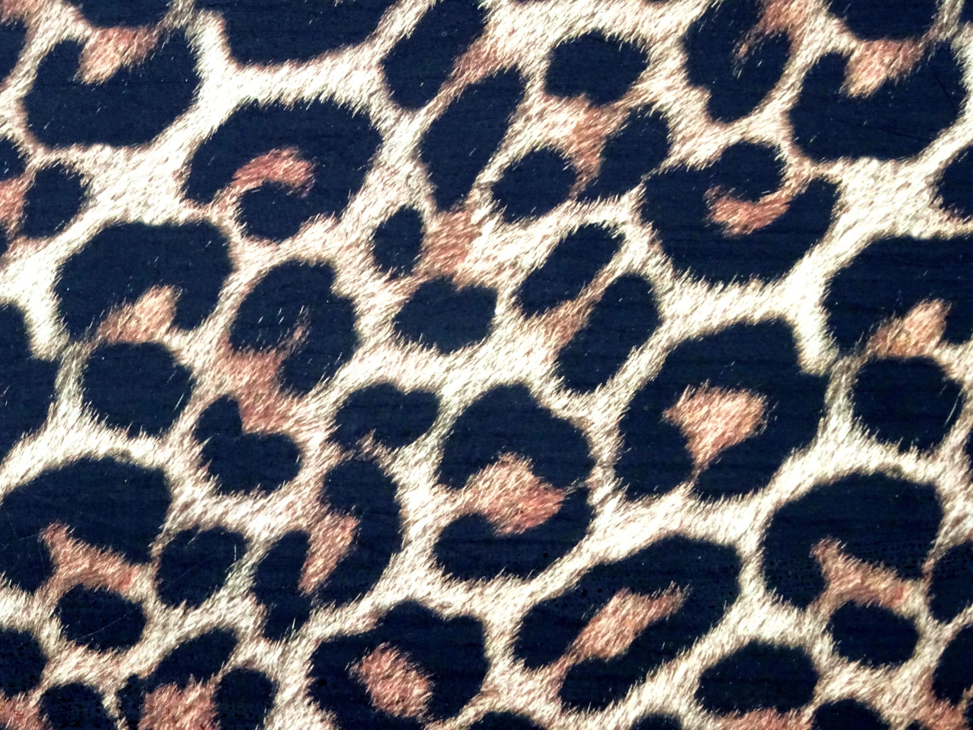 Leopard piele de fundal