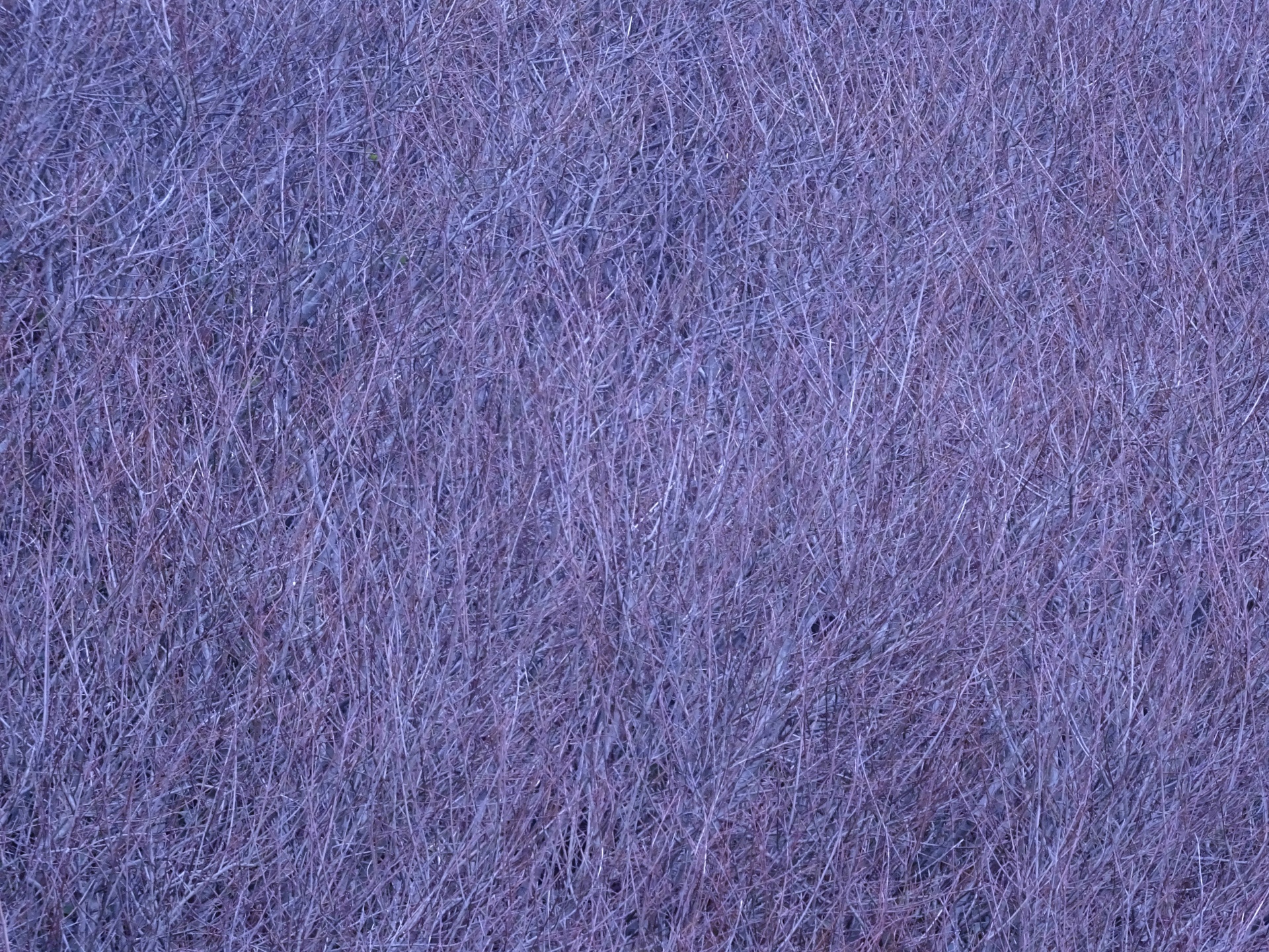 紫丁香纹理背景