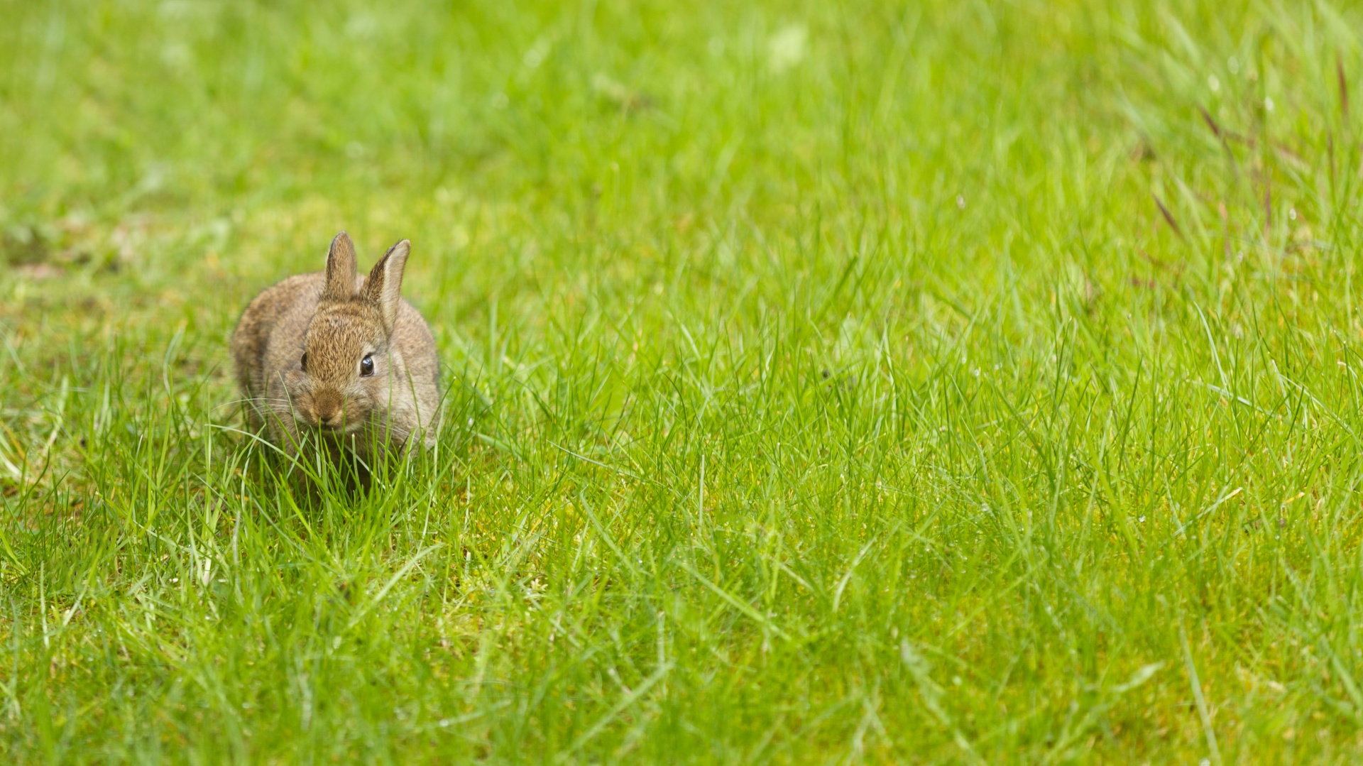 在草地上的小兔子