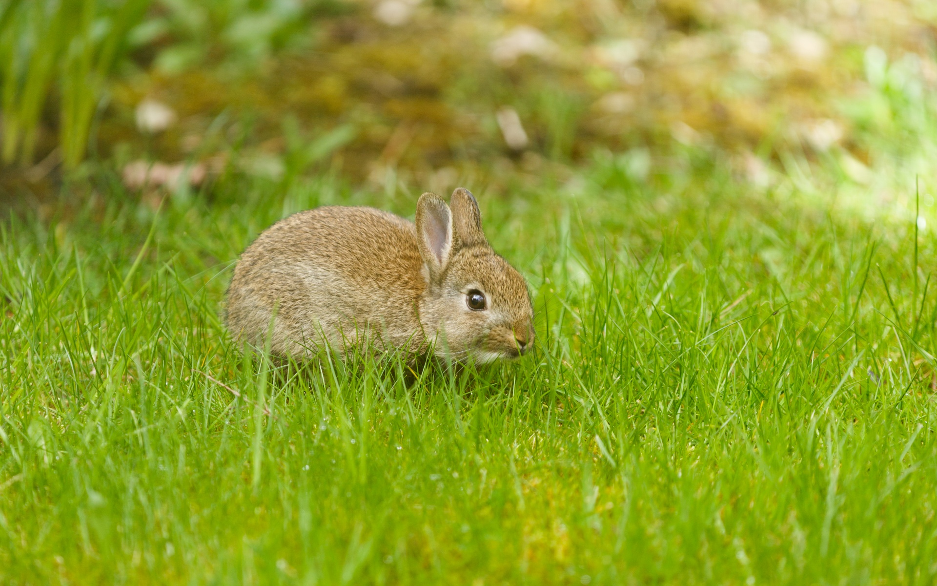 Piccolo coniglio su erba