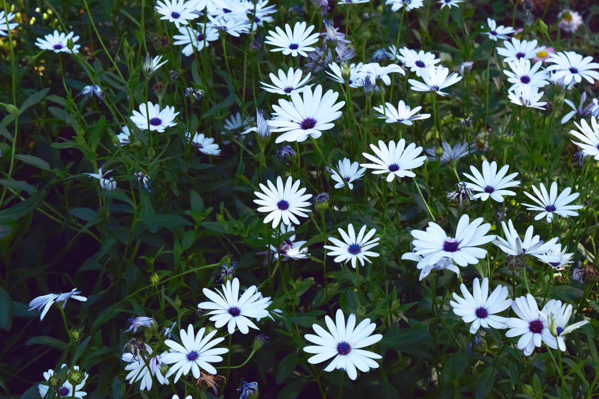 Flores brancas pequenas 10