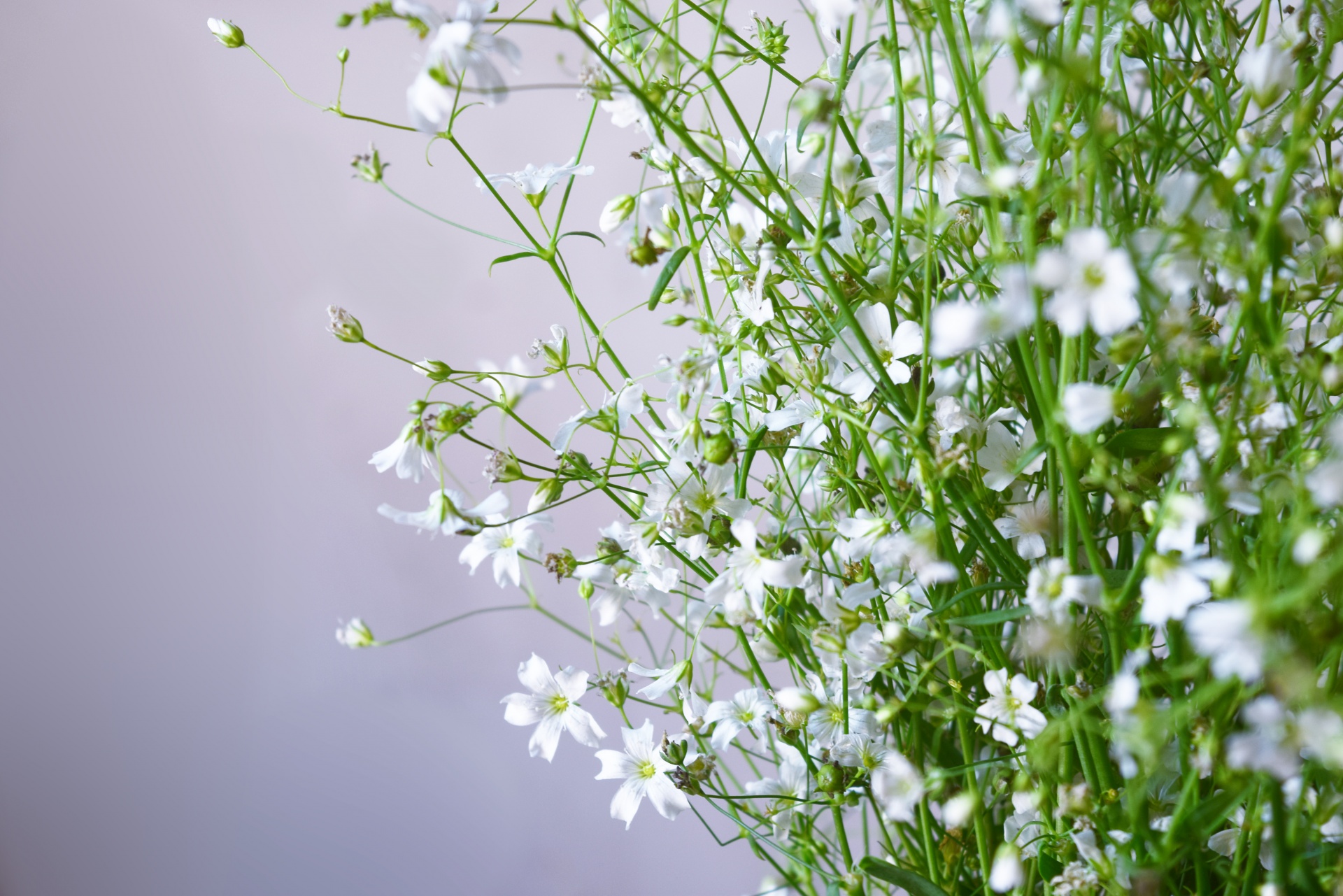 Flori mici albe 2