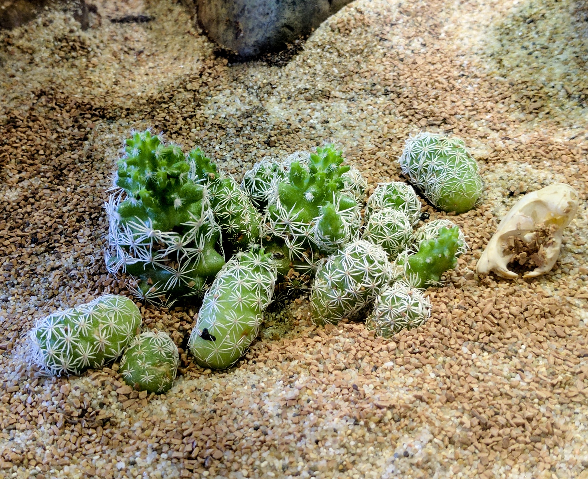 Mini giardino di cactus