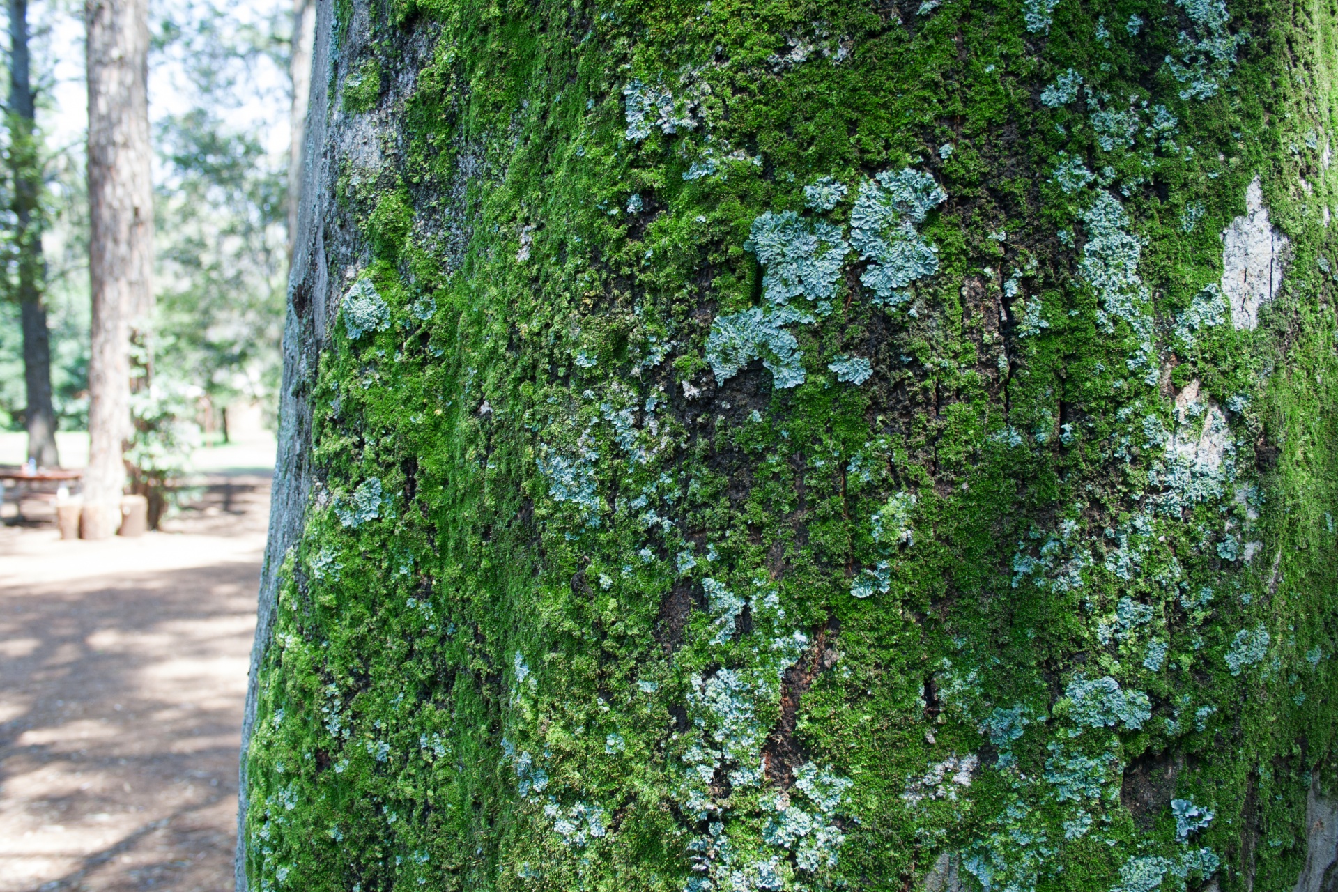 Muschi e licheni sul tronco d'albero