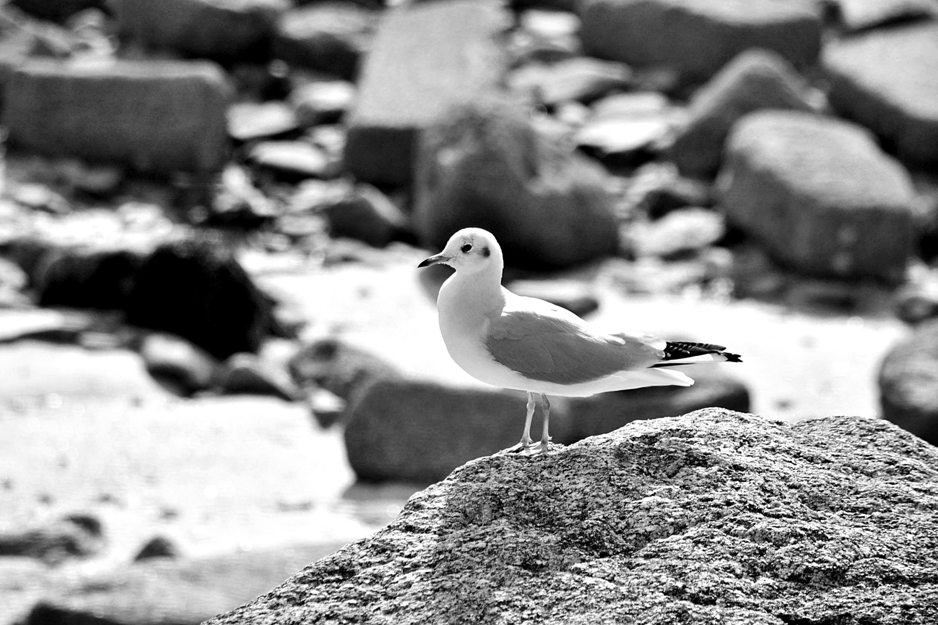海鸥在岩石上