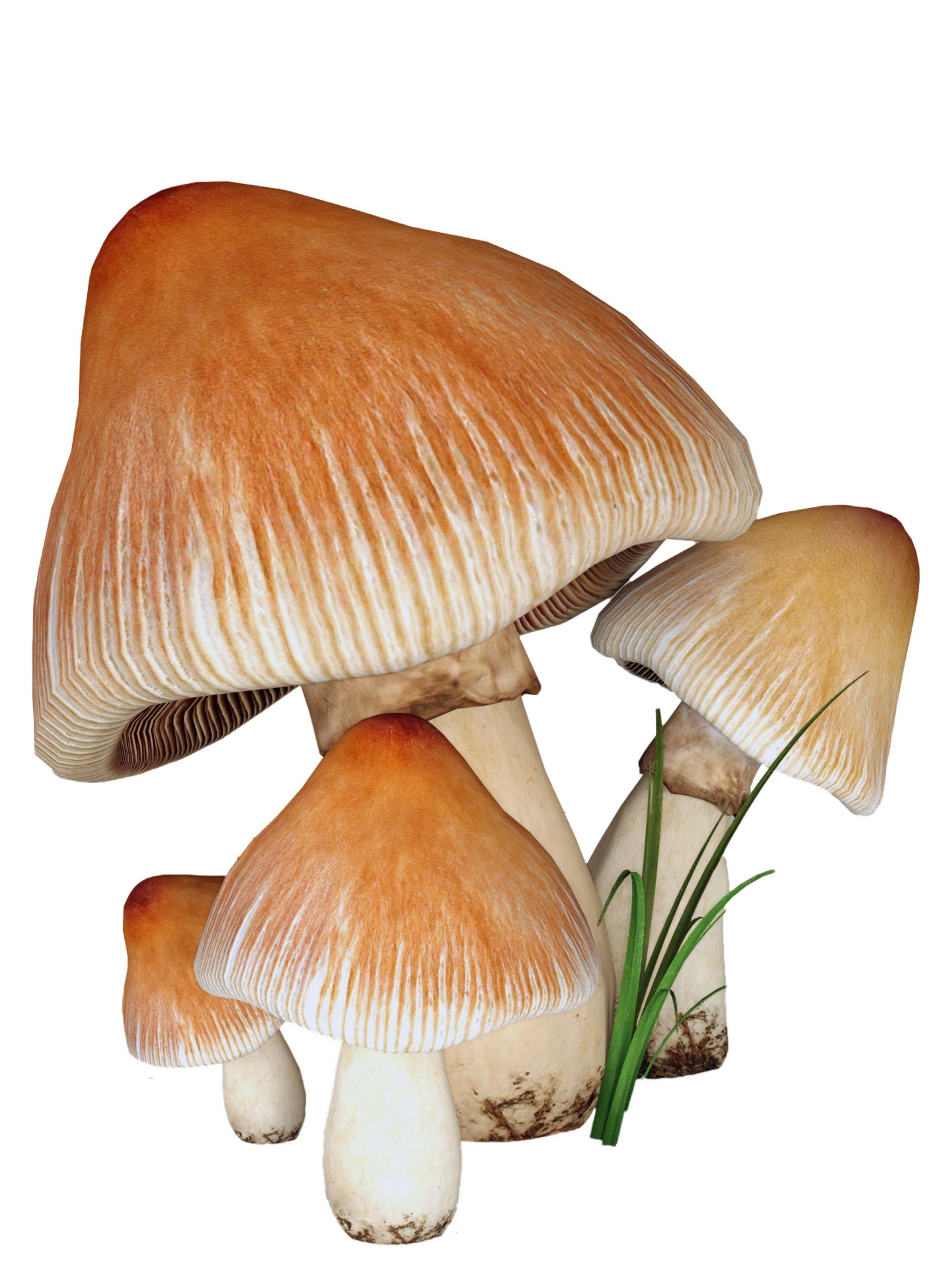 Funghi su sfondo bianco