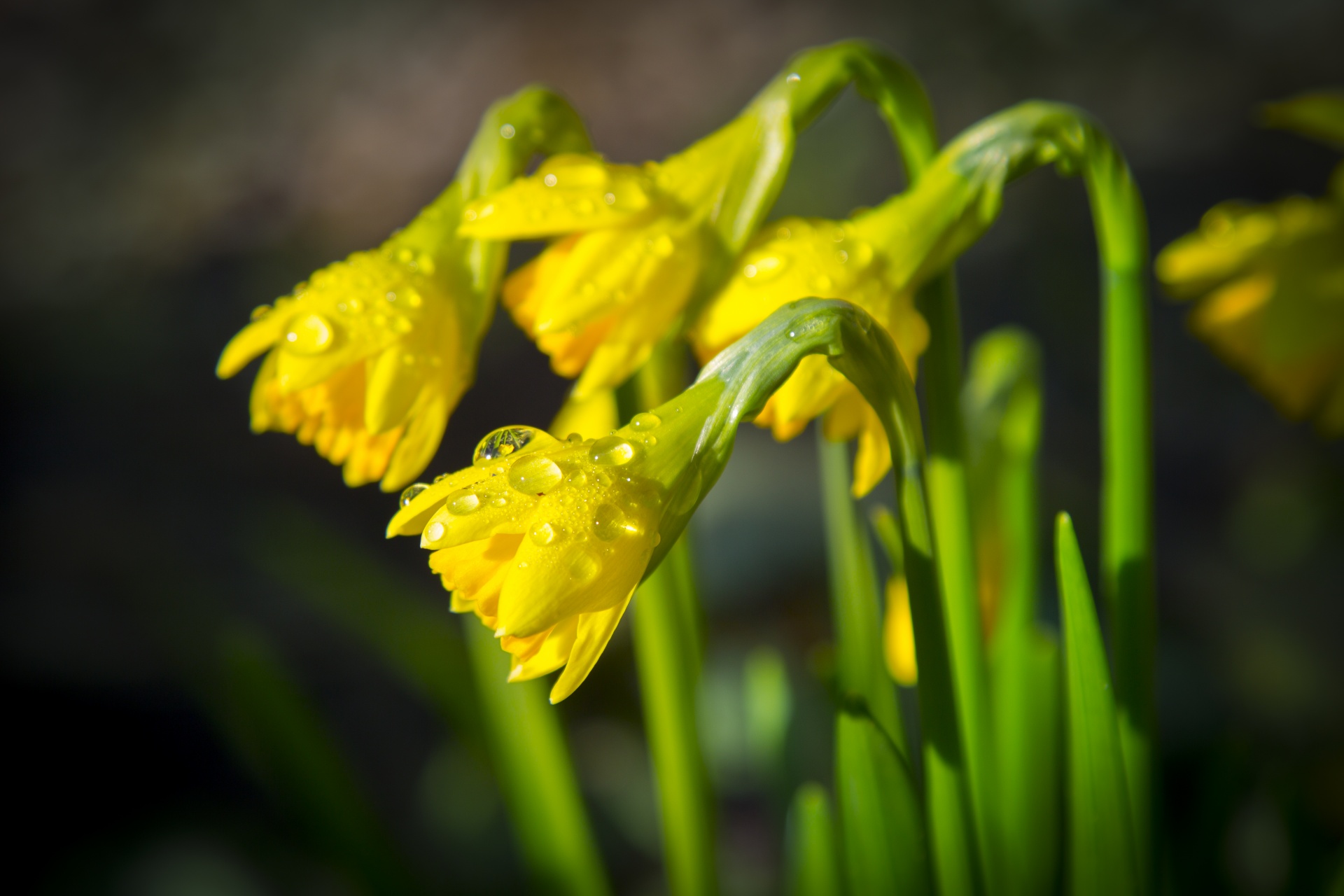 Fiori Narcissus