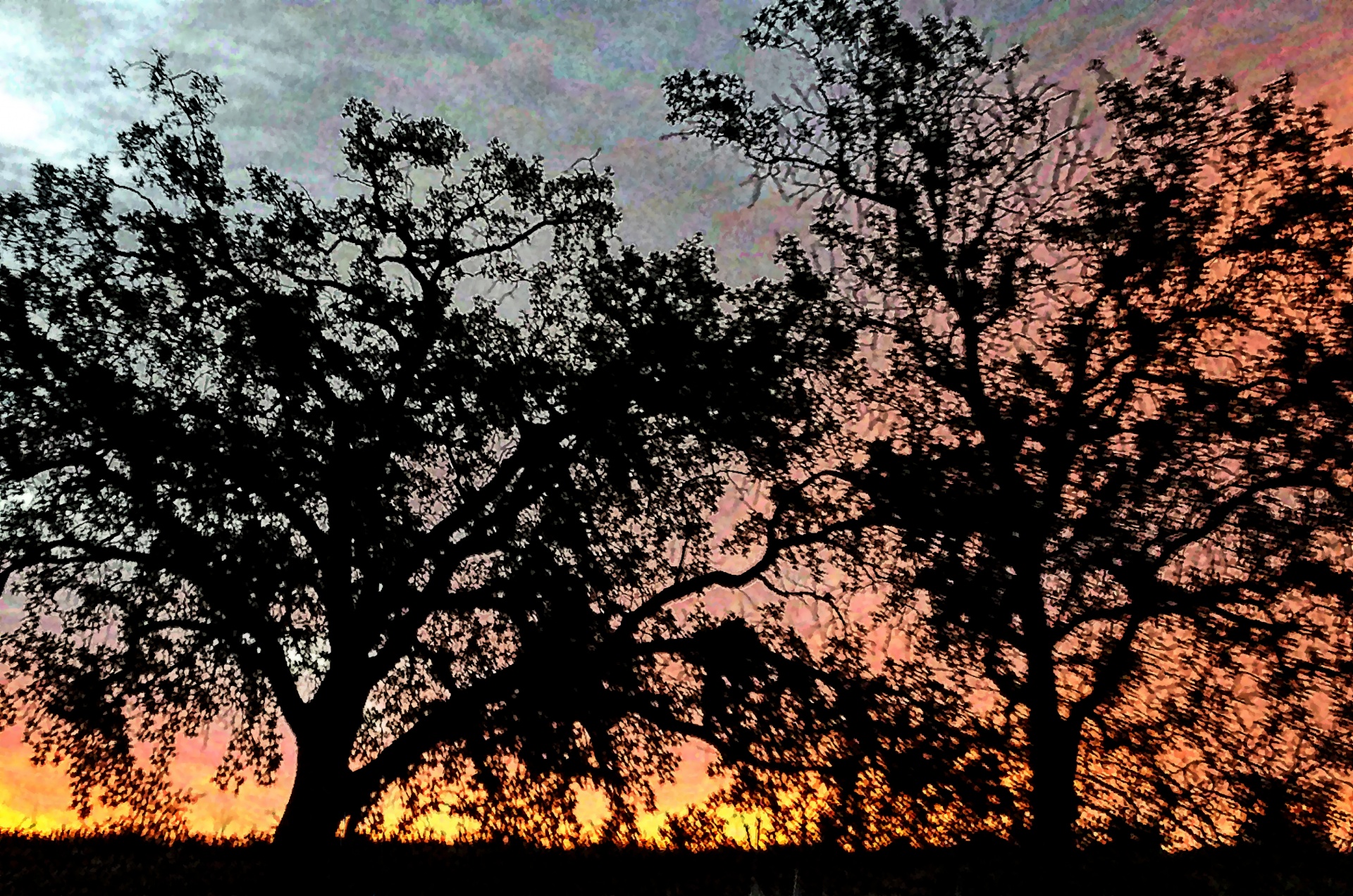 在日出栎树