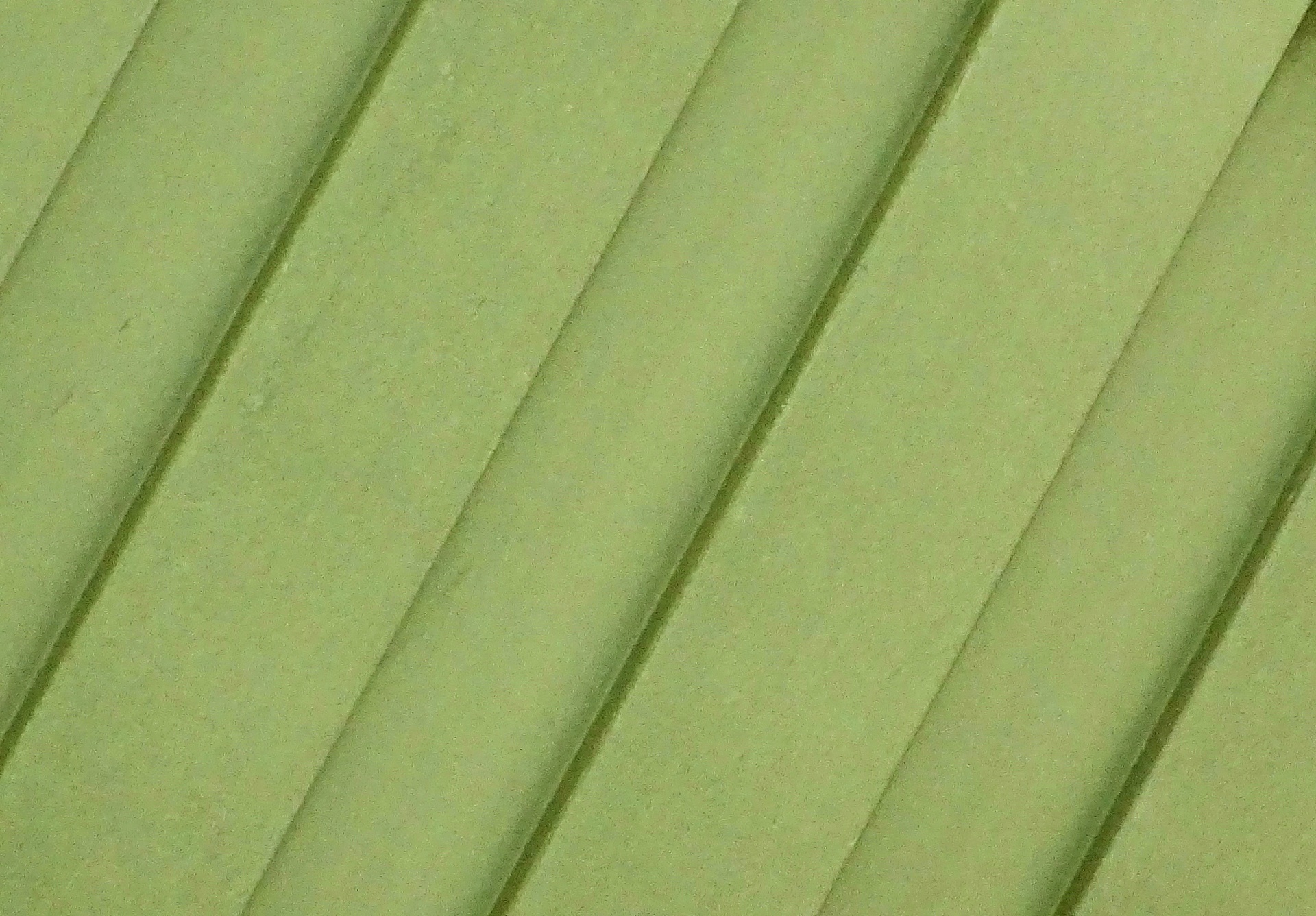 橄榄背景壁纸