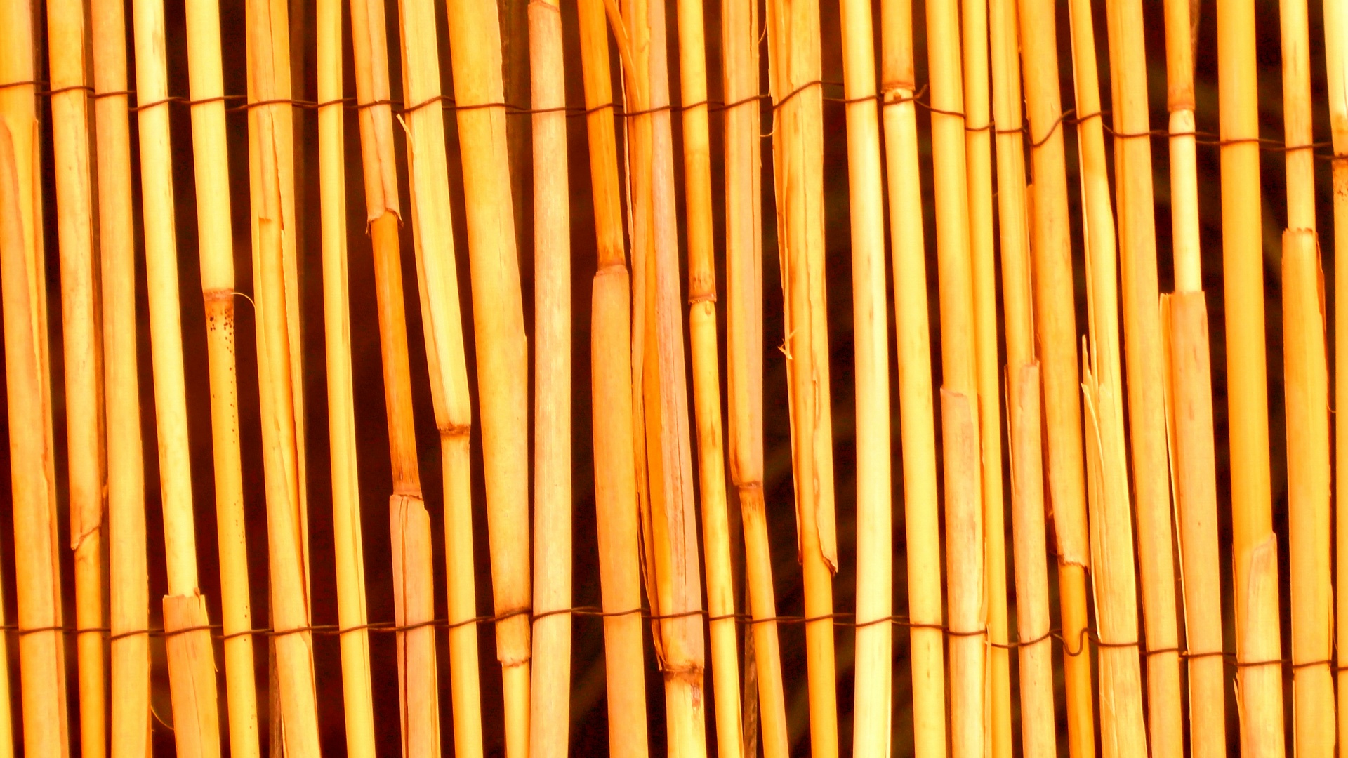 橙色竹木背景