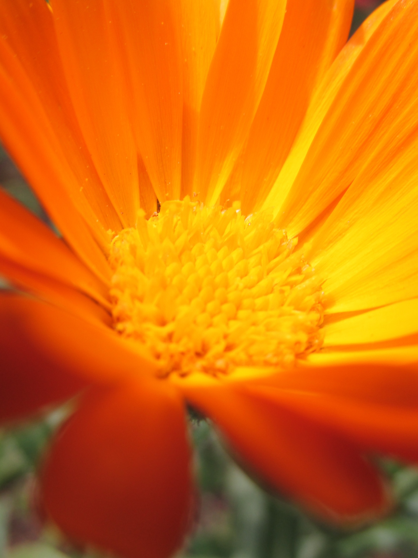 Orange blomma 2