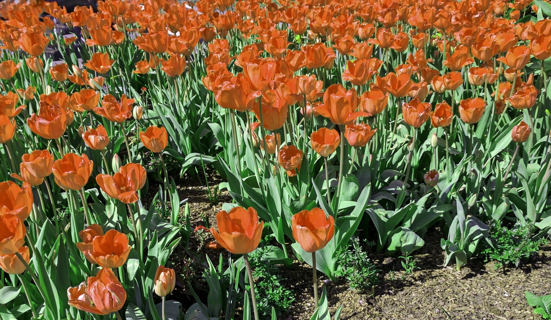 Orange Tulips Background
