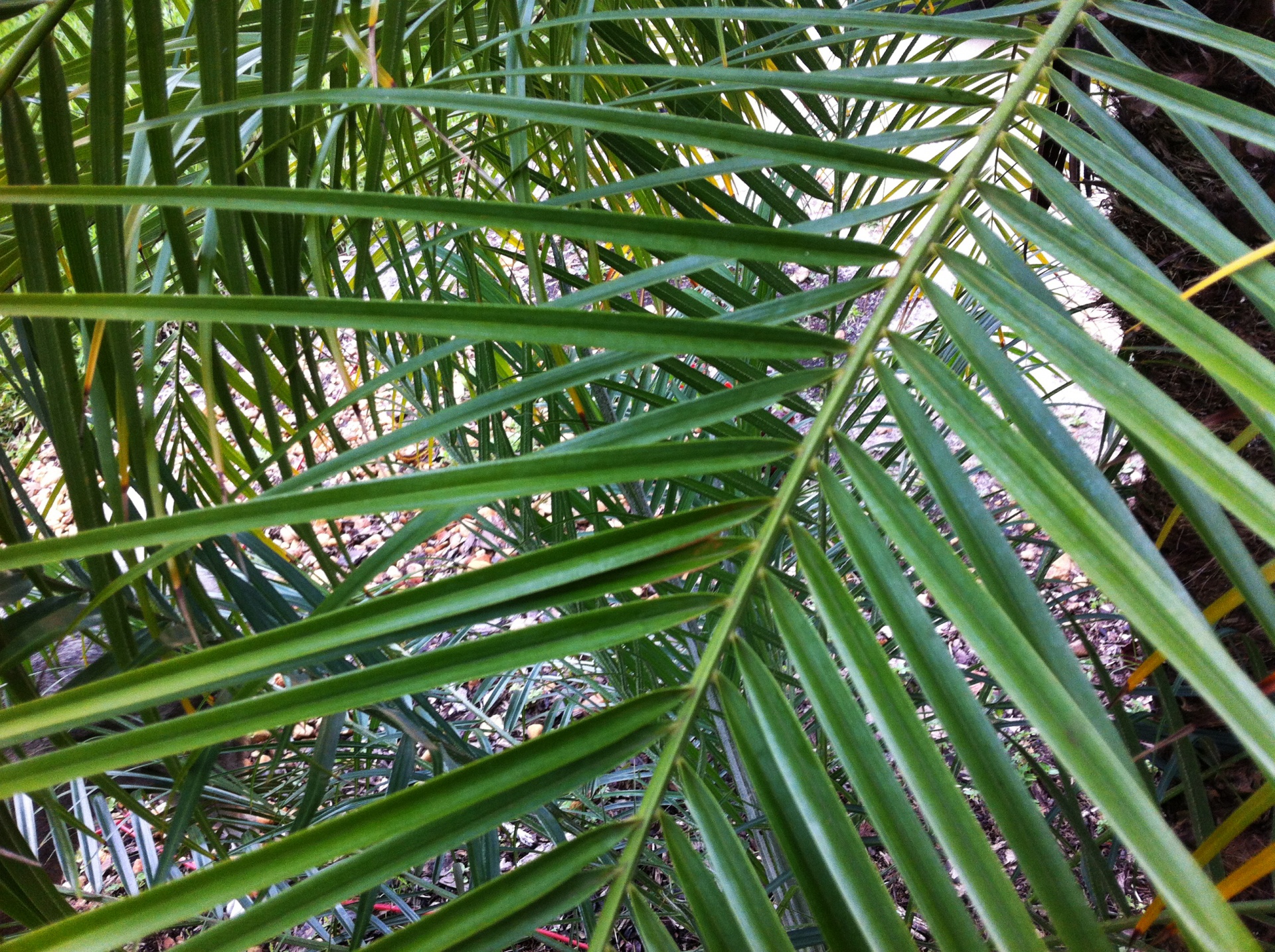 Folhas de palmeira
