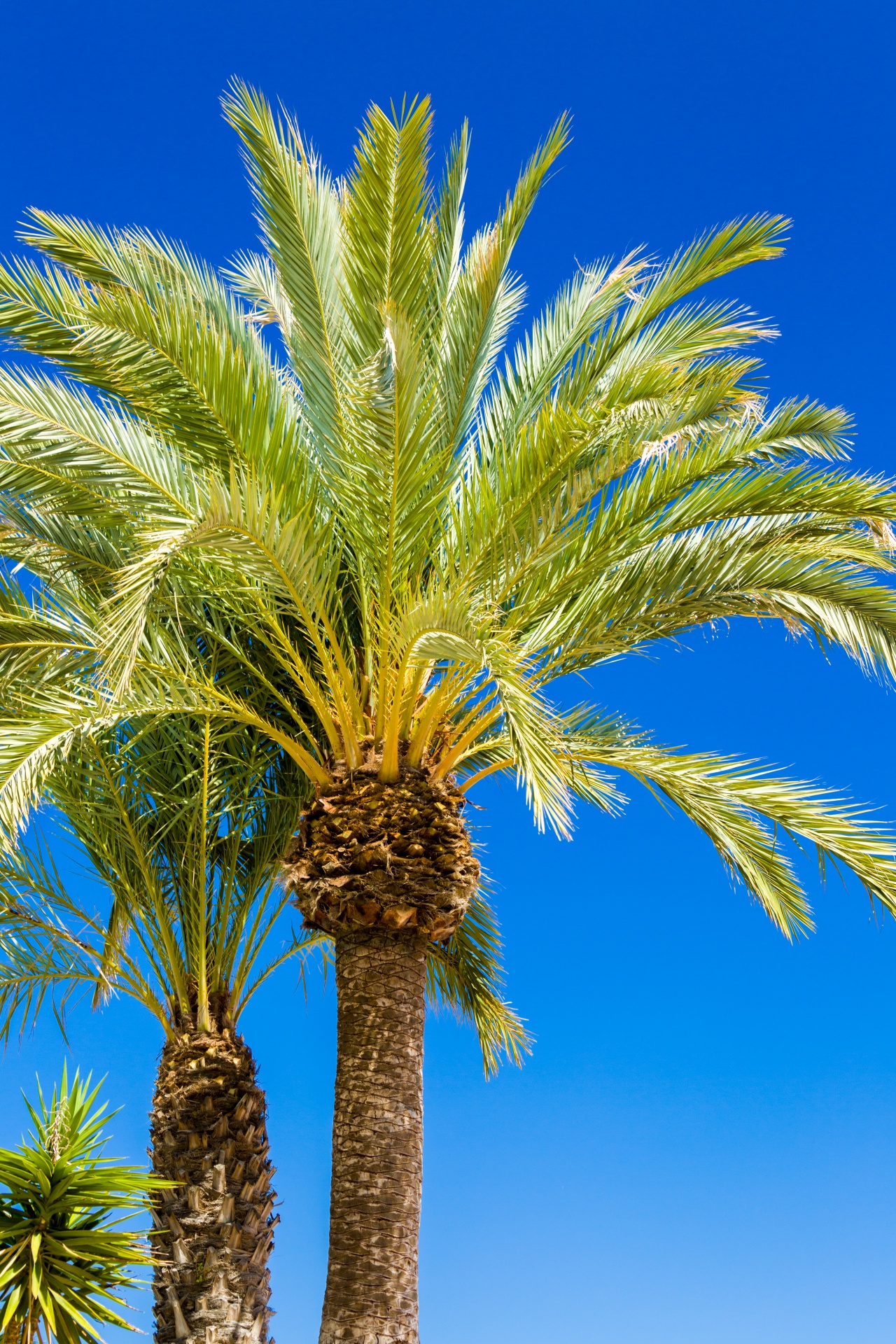 Palmeira e céu azul