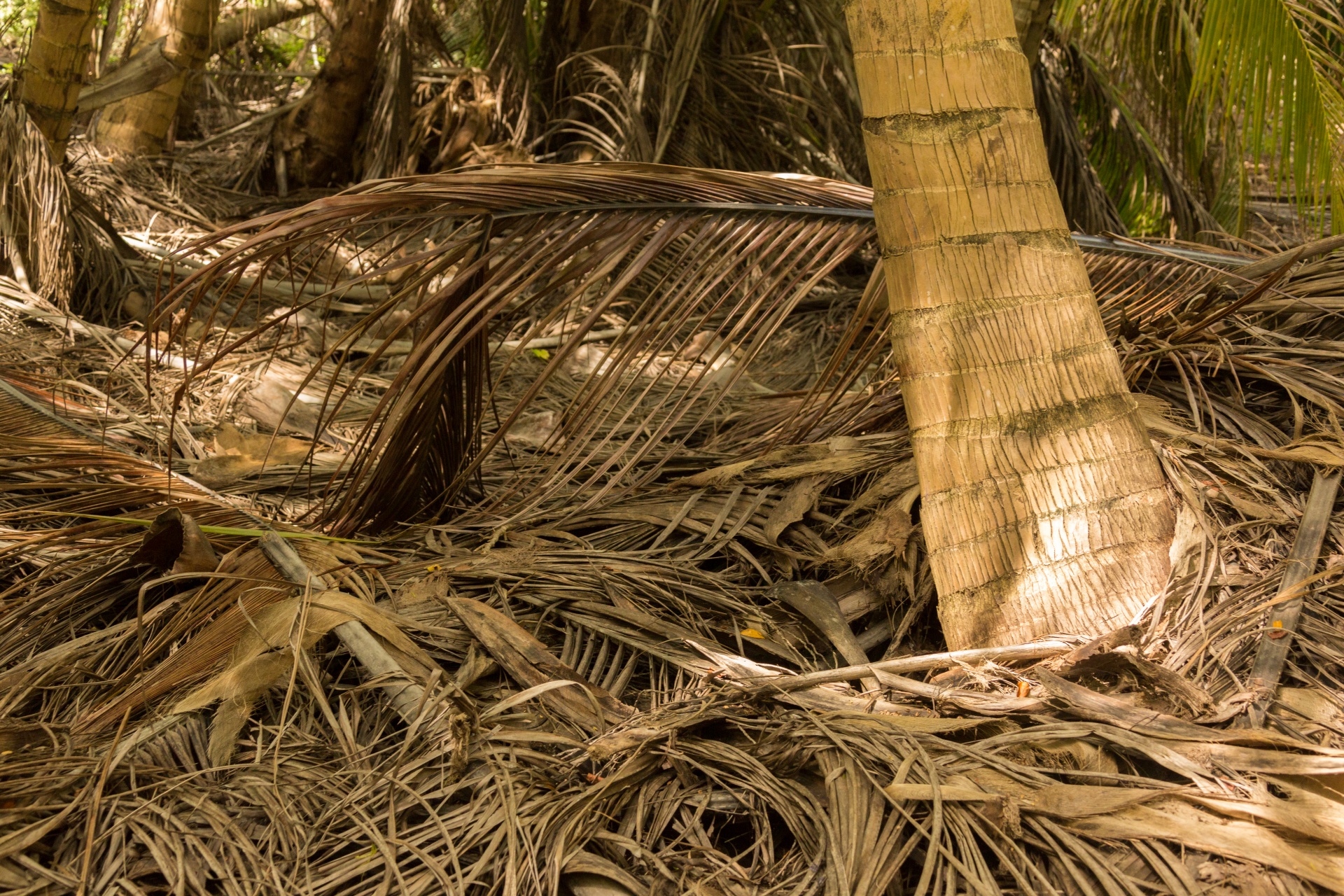 Chão da floresta palmeira