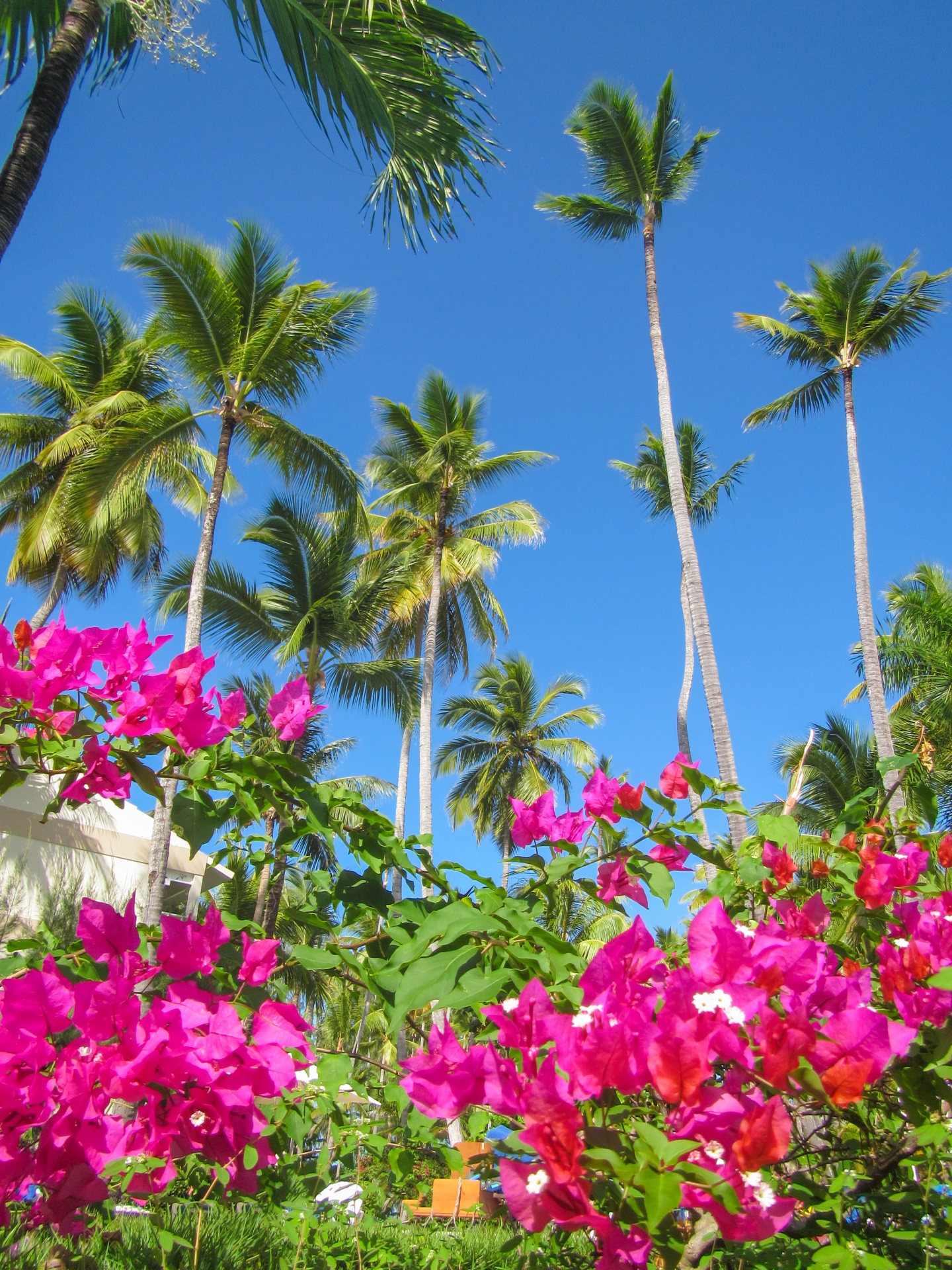 Palm Trees And Bougainvillea