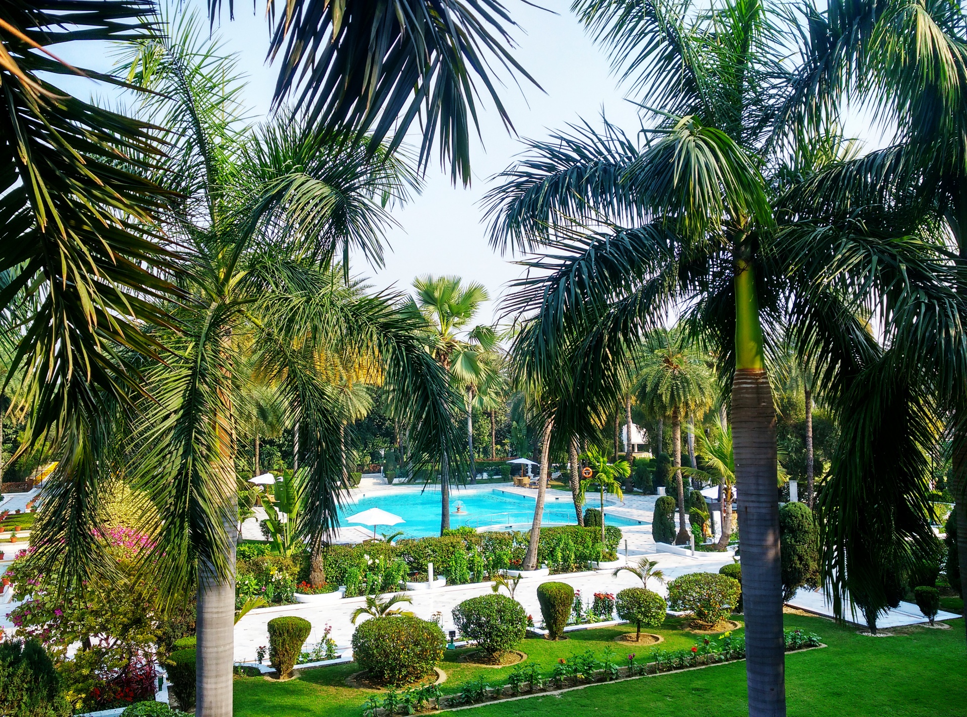 Alberi resort Palm
