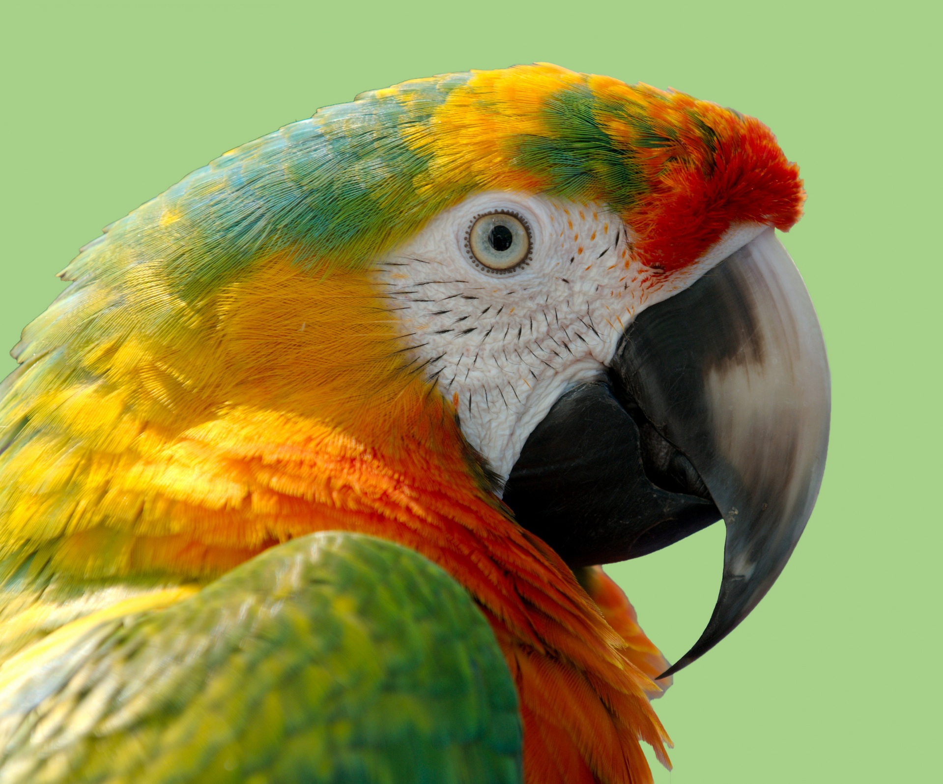 Portret papagal