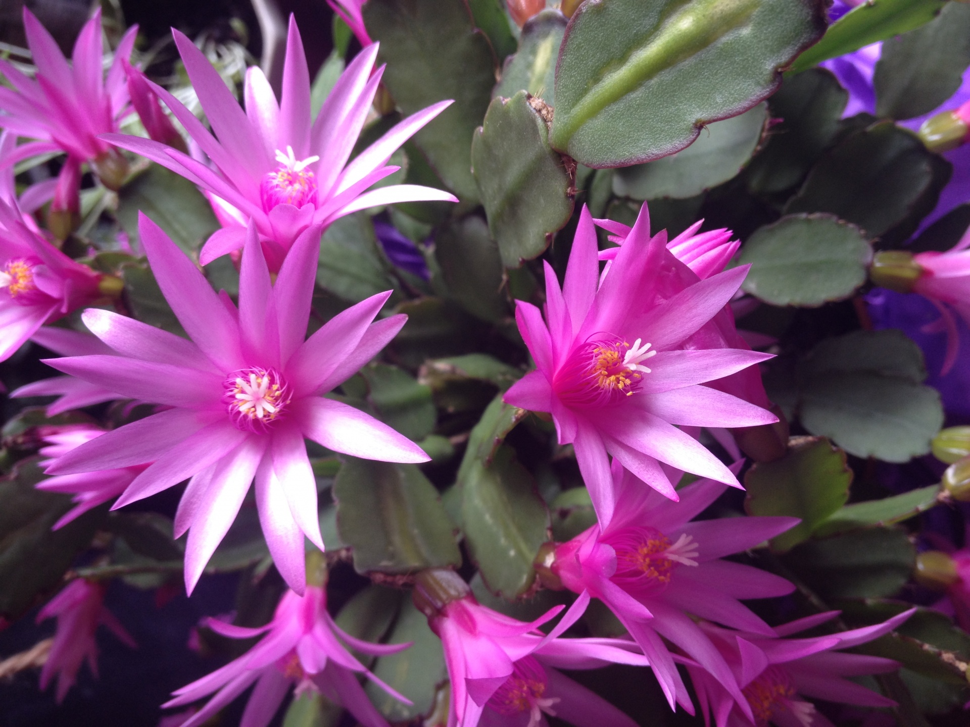 Pasqua rosa Cactus Fiori
