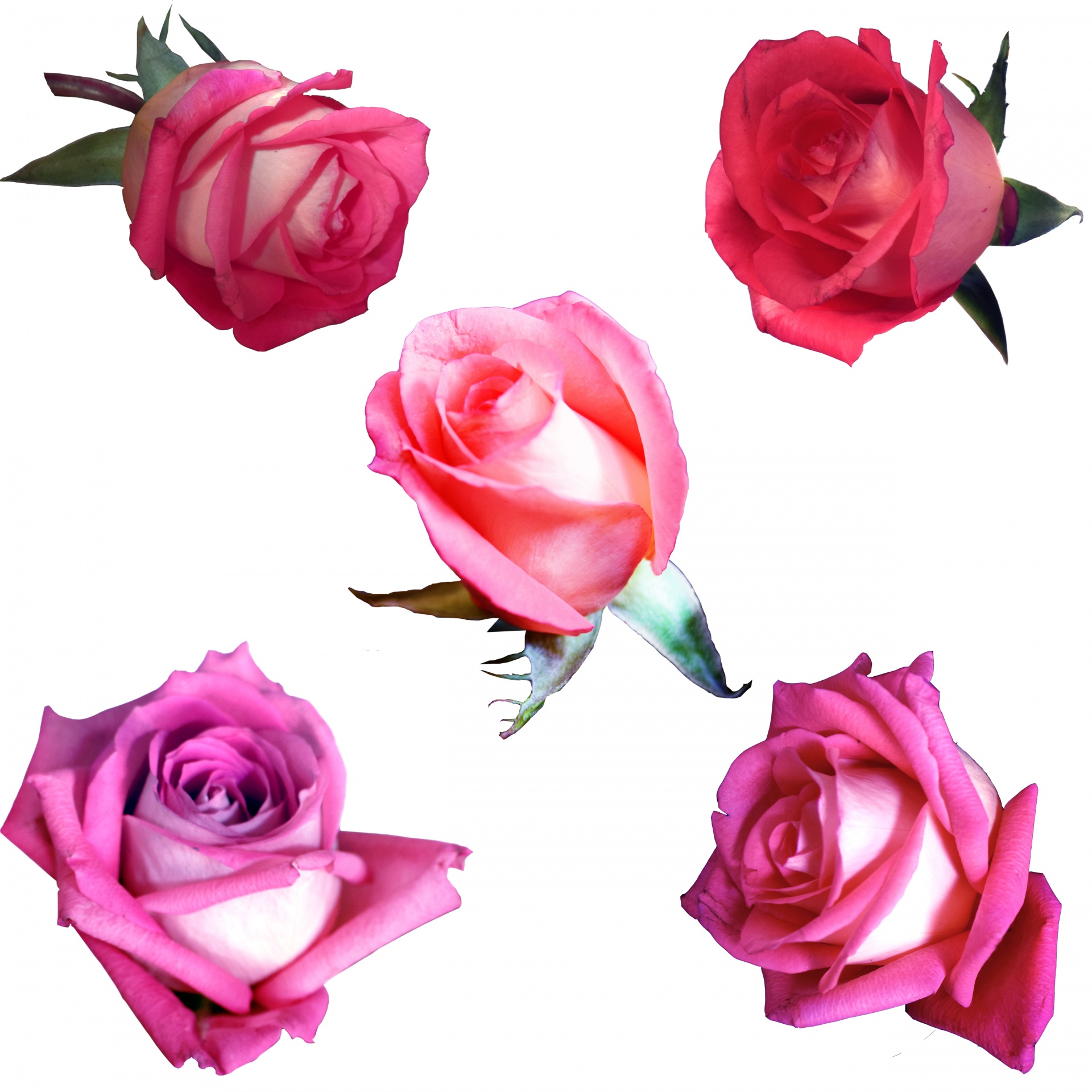 粉红色的玫瑰花2