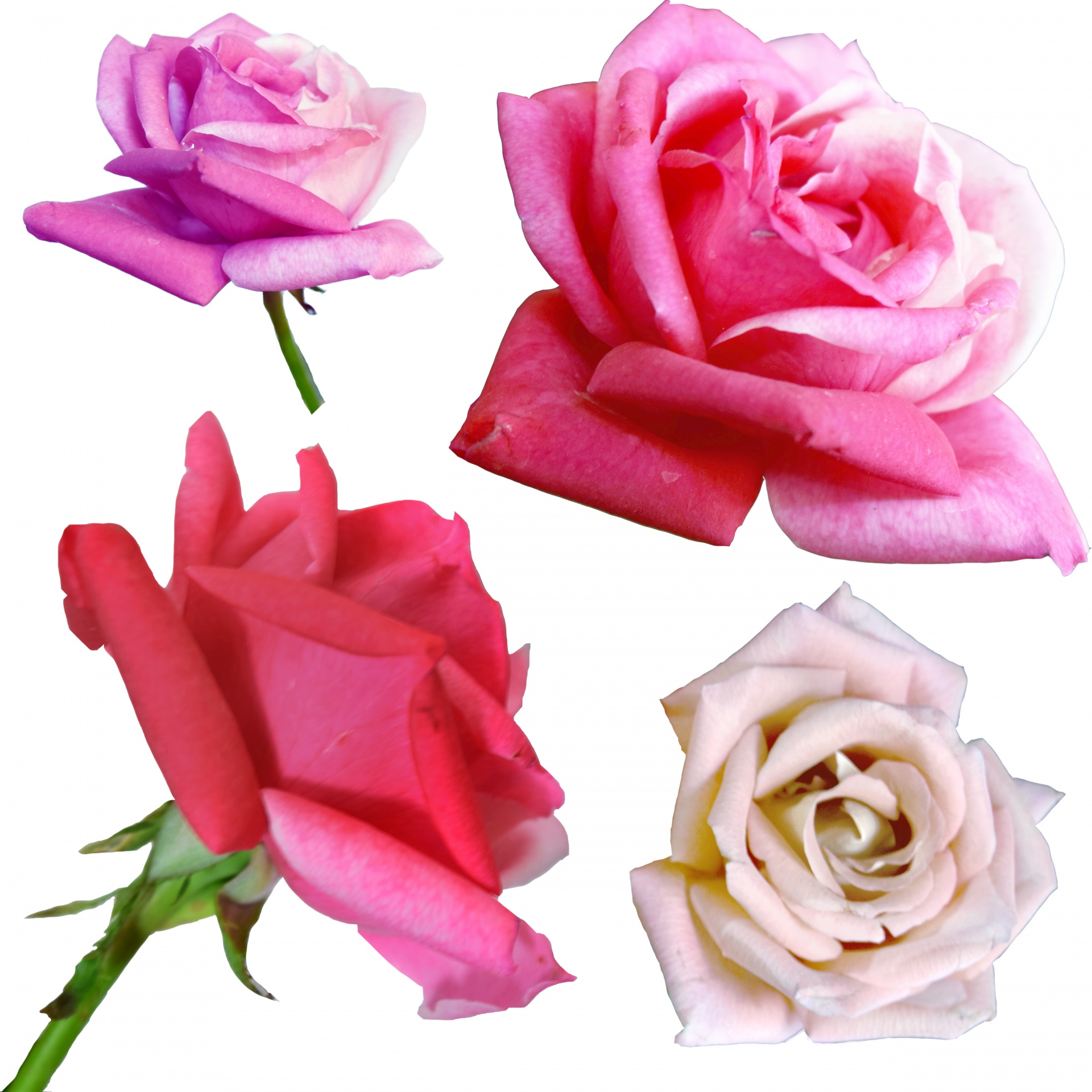 粉红色的玫瑰花3
