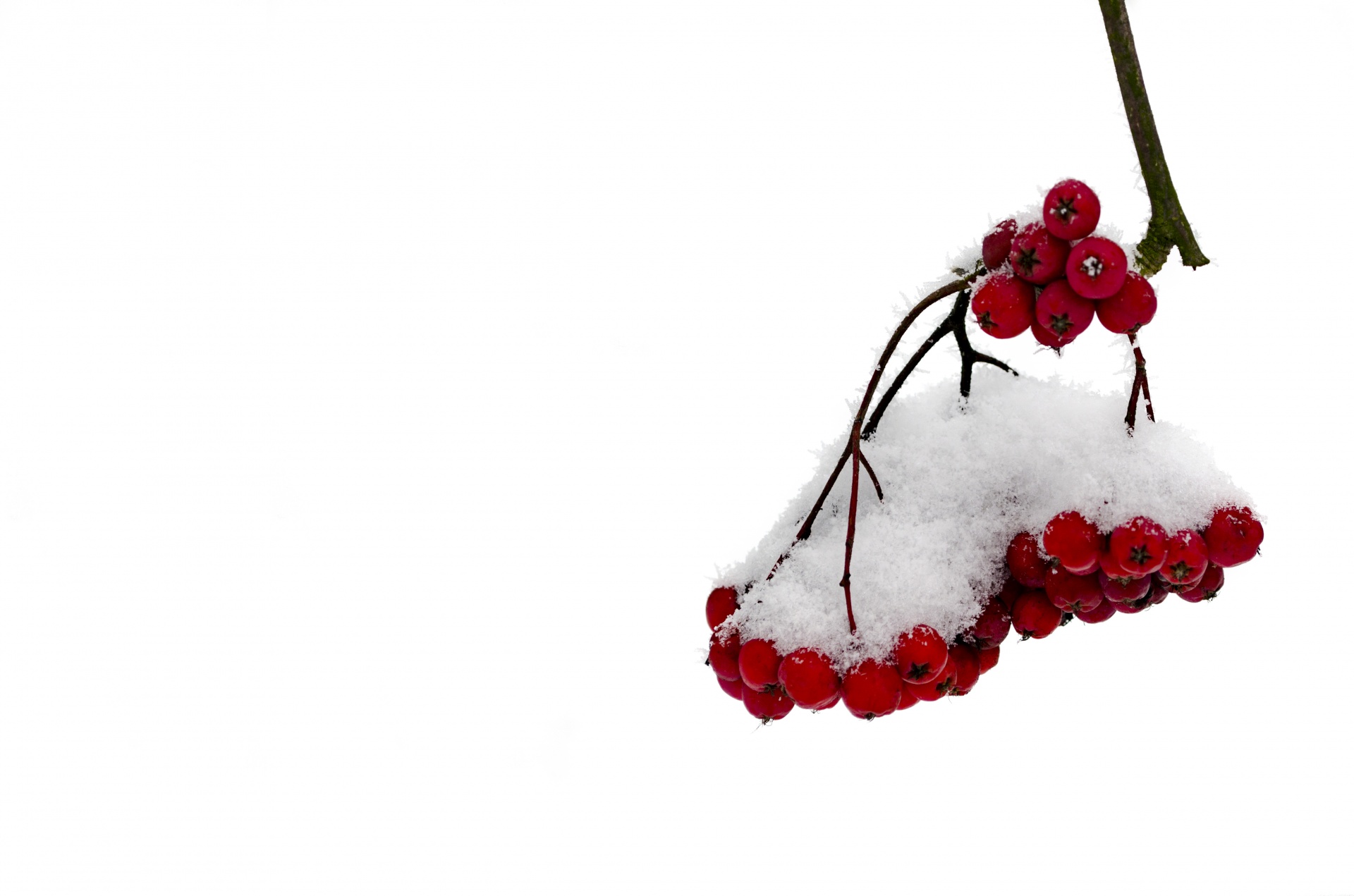 红色浆果和雪科