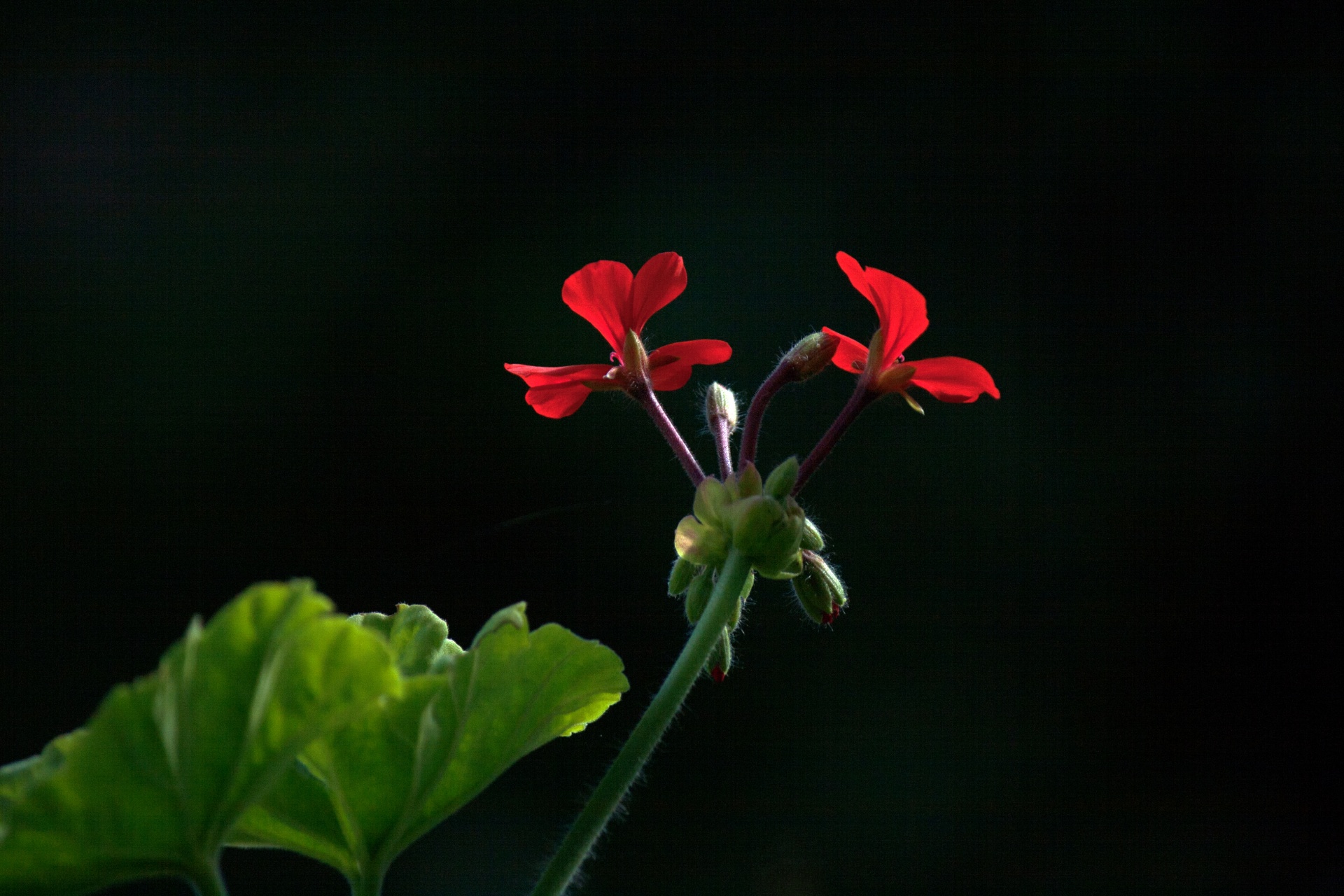 Red Geranium kronbladen