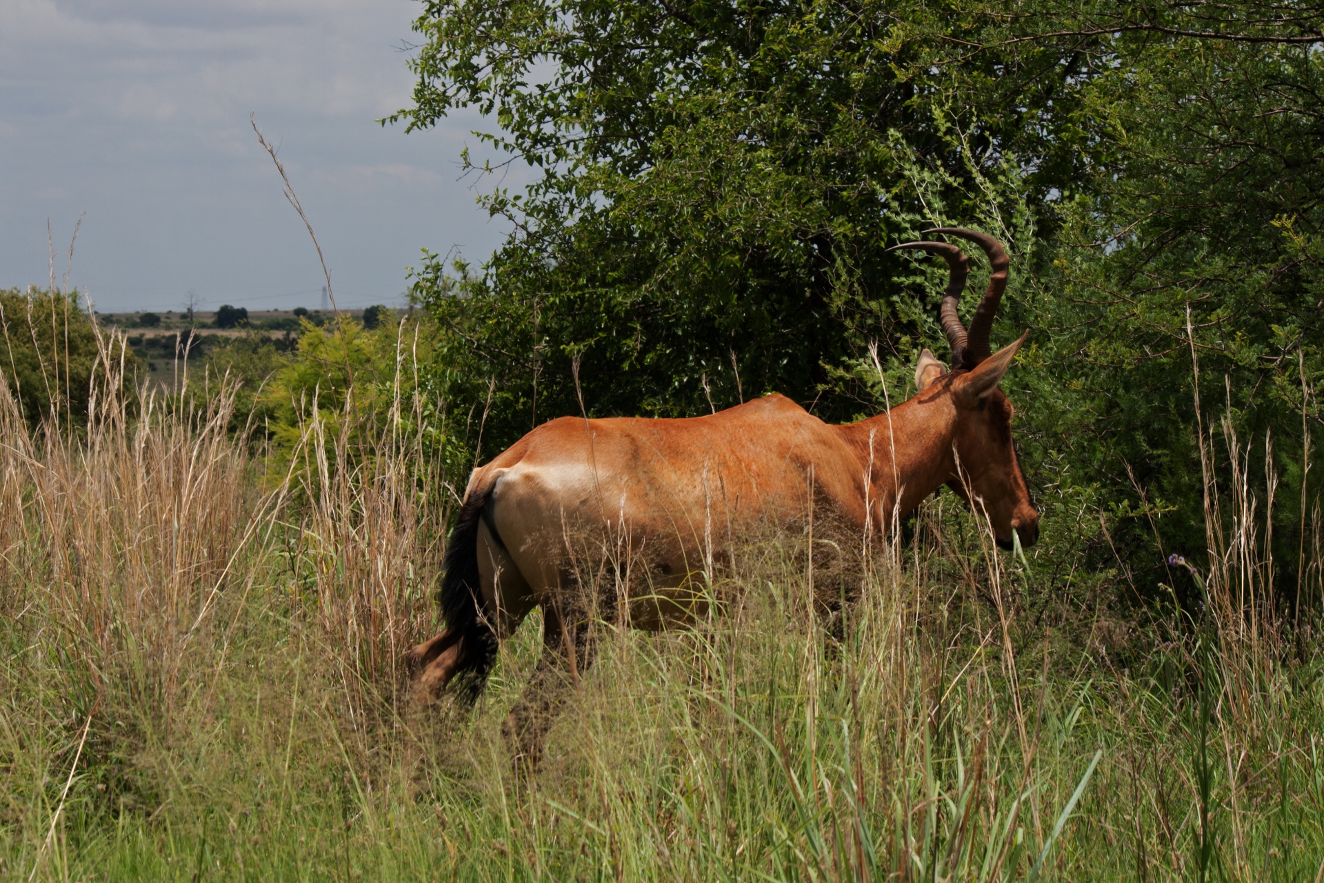 红麋羚在草原