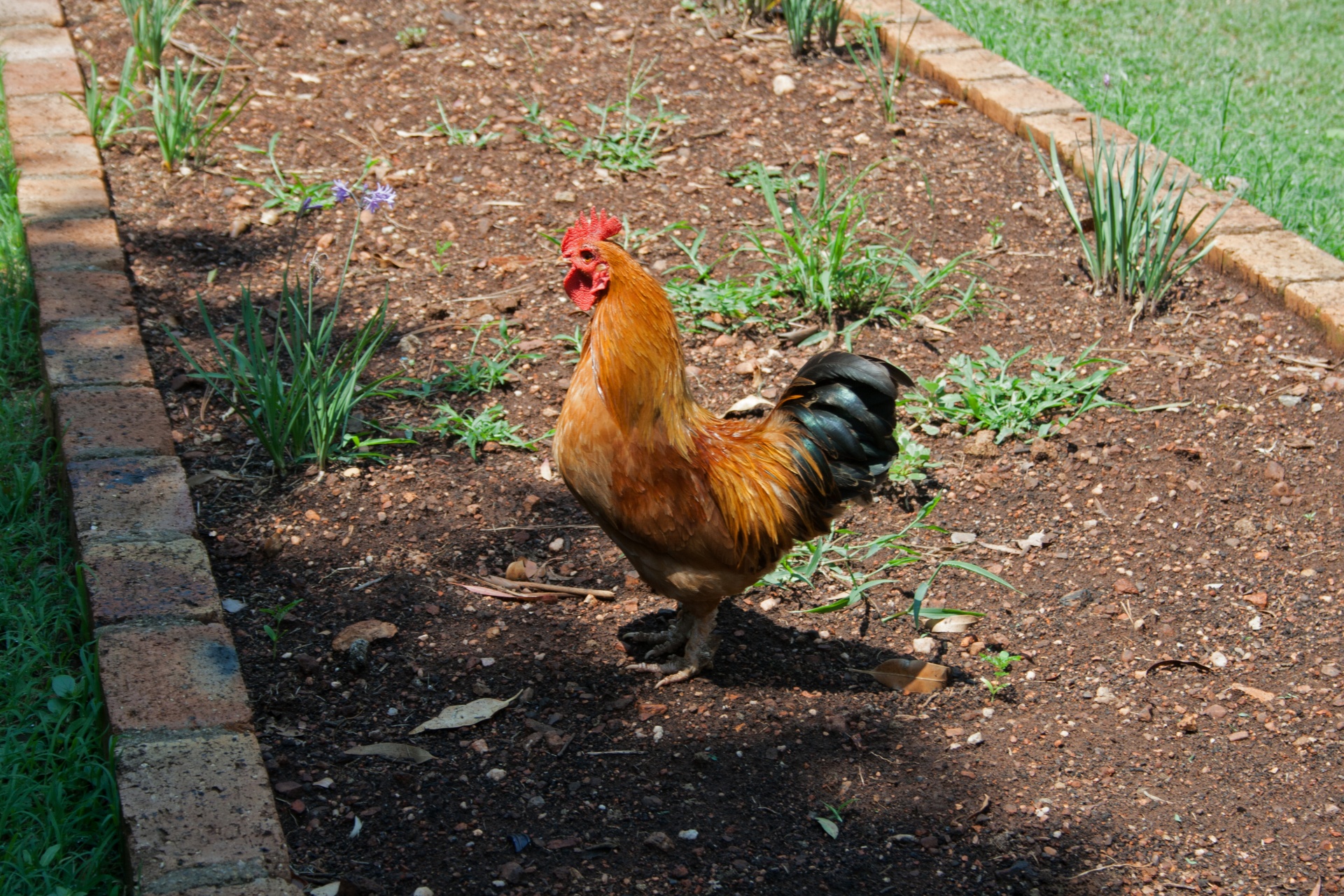 红公鸡在一个花园