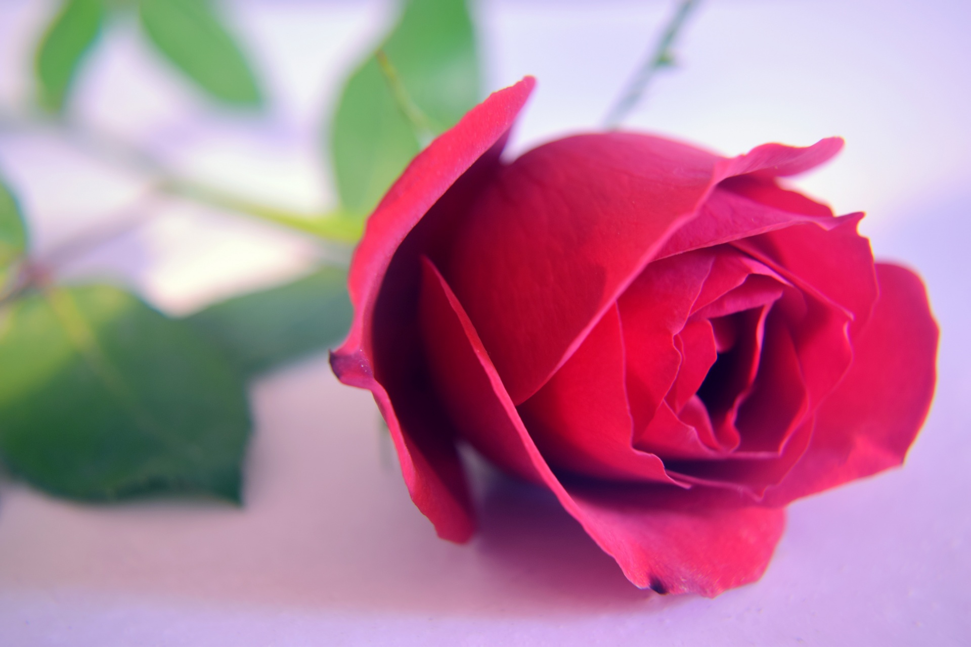 Rosa rossa 4