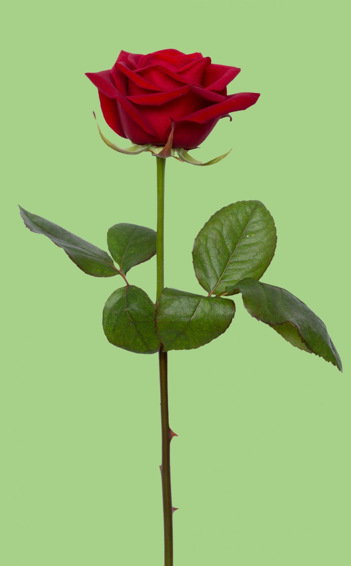 Red Rose Fleur