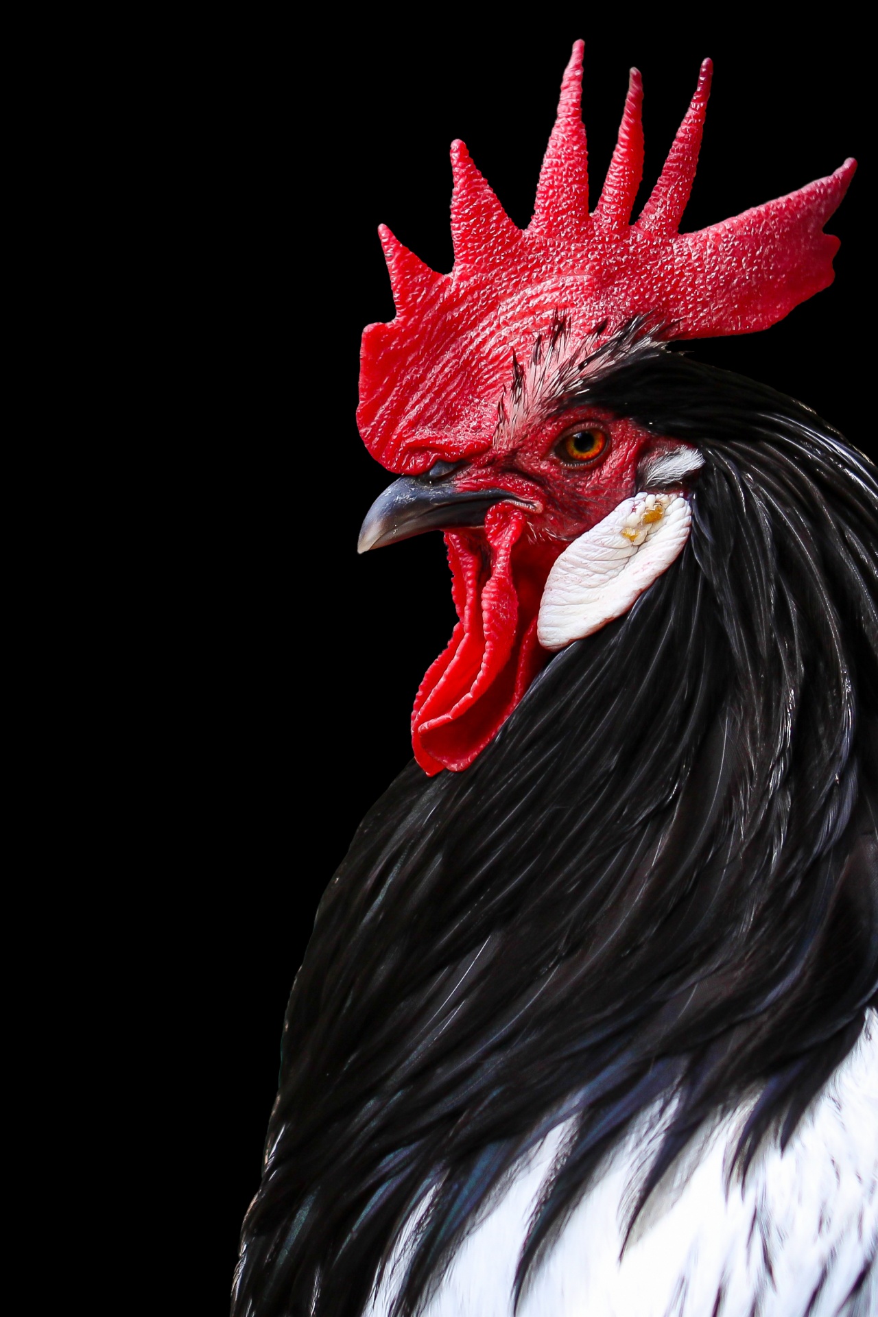 Rooster Portrait fekete háttér