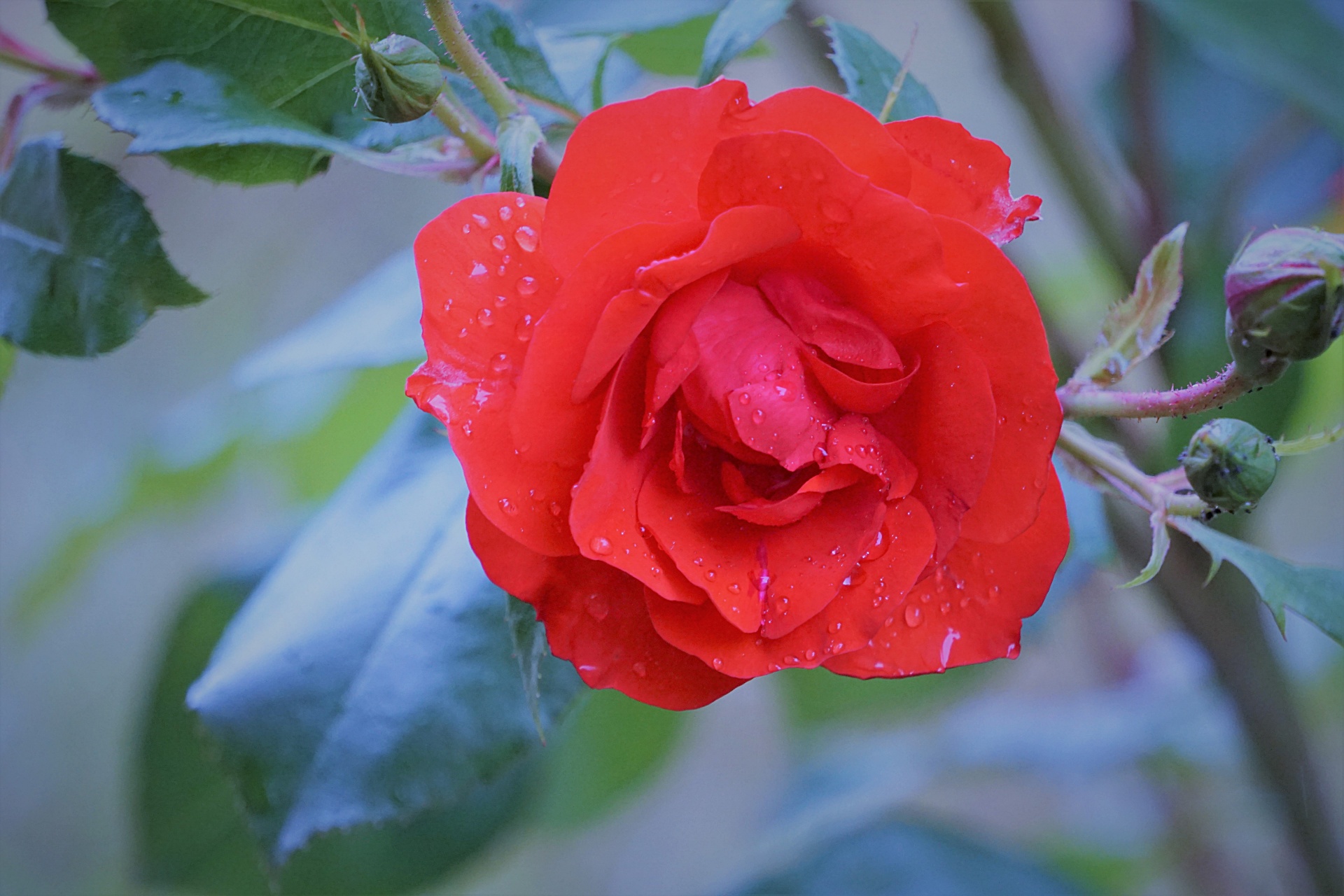 Rose e pioggia