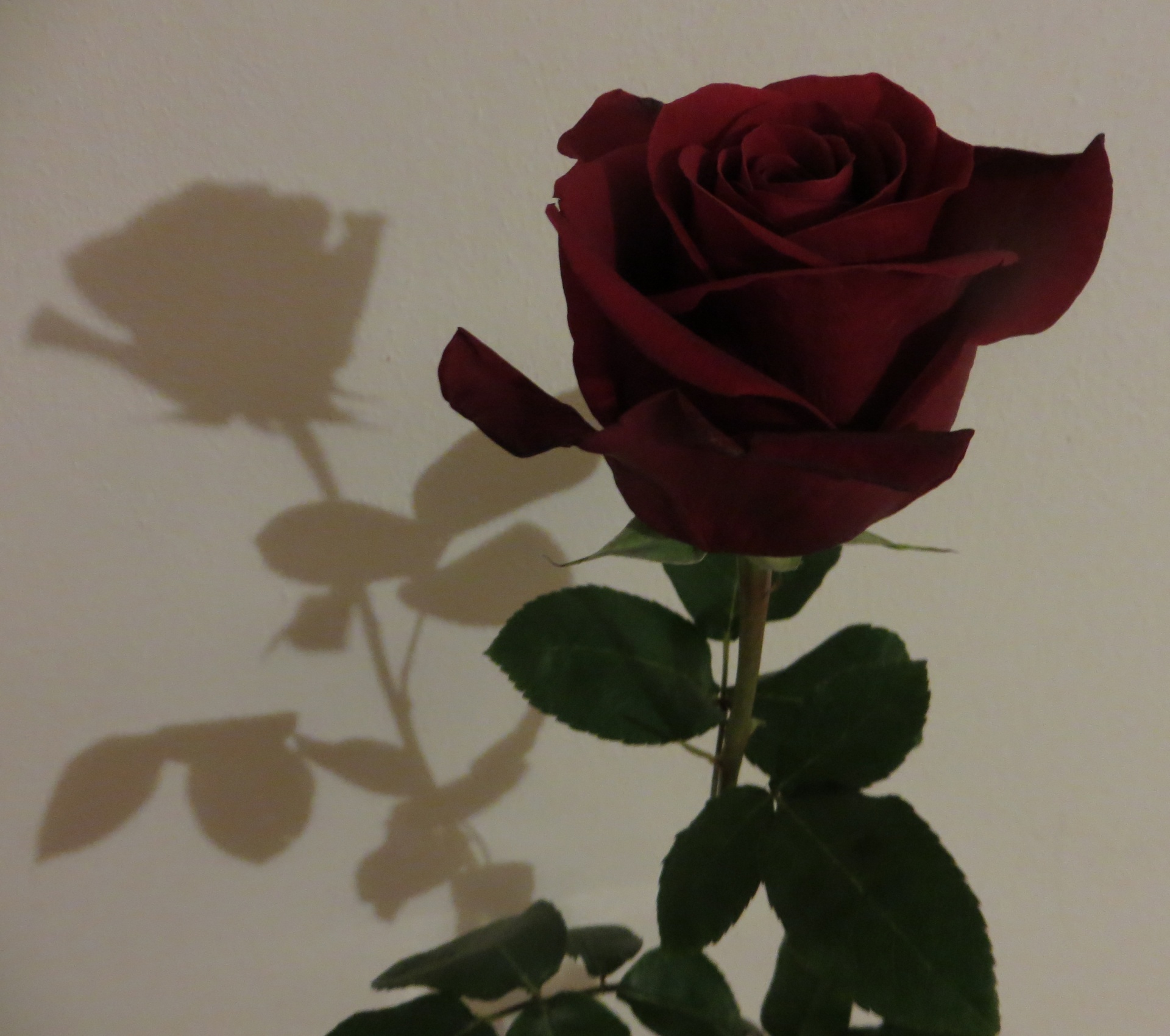 玫瑰和阴影
