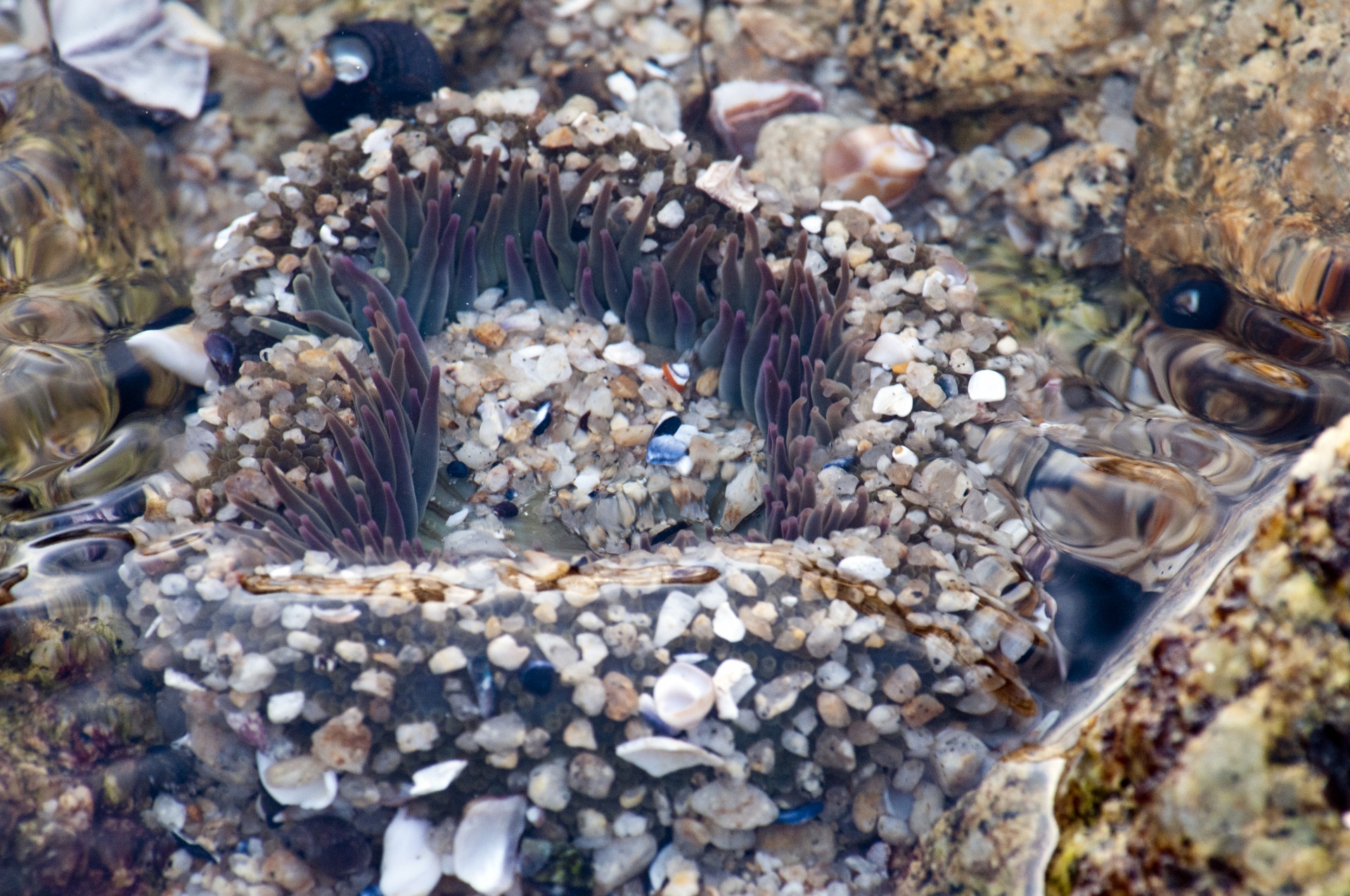 Anemone di mare