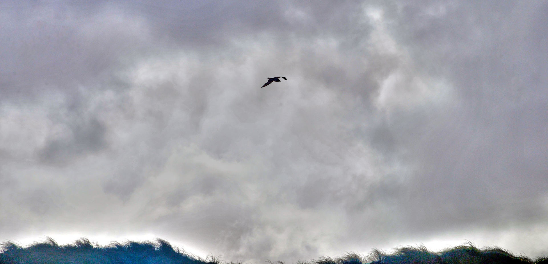 海鸥在阴云密布的天空