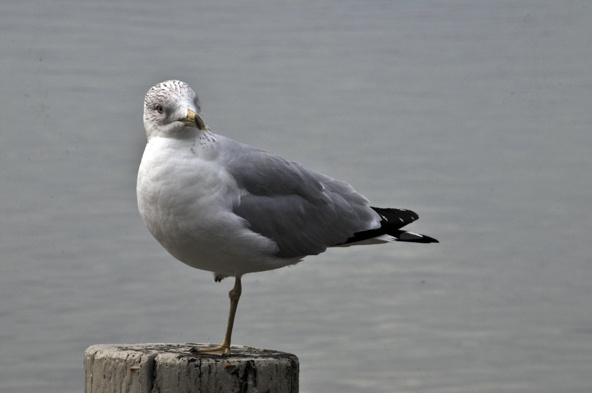 Seagull sur le Post